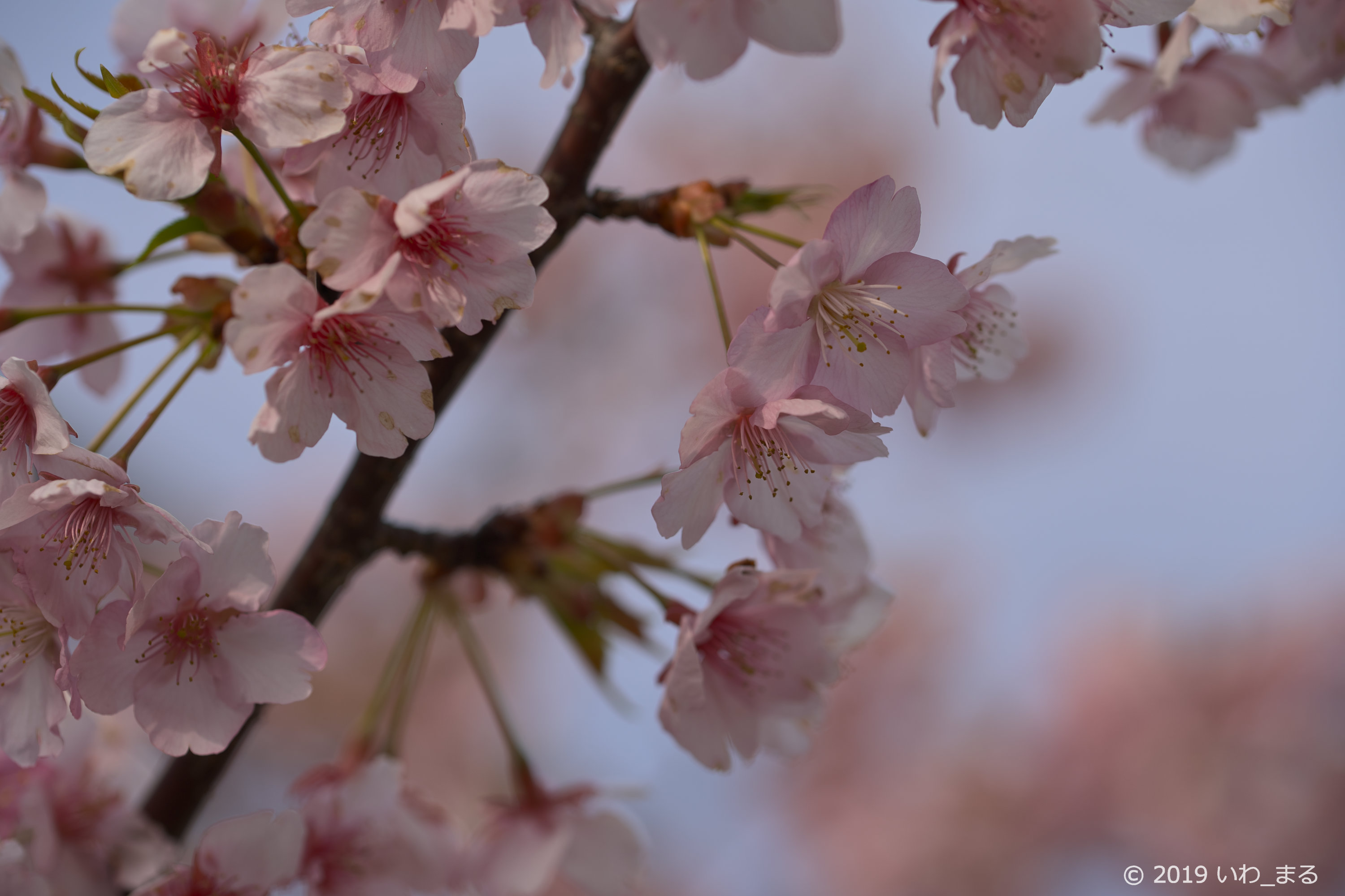 f:id:iwa_maru:20190328213155j:plain