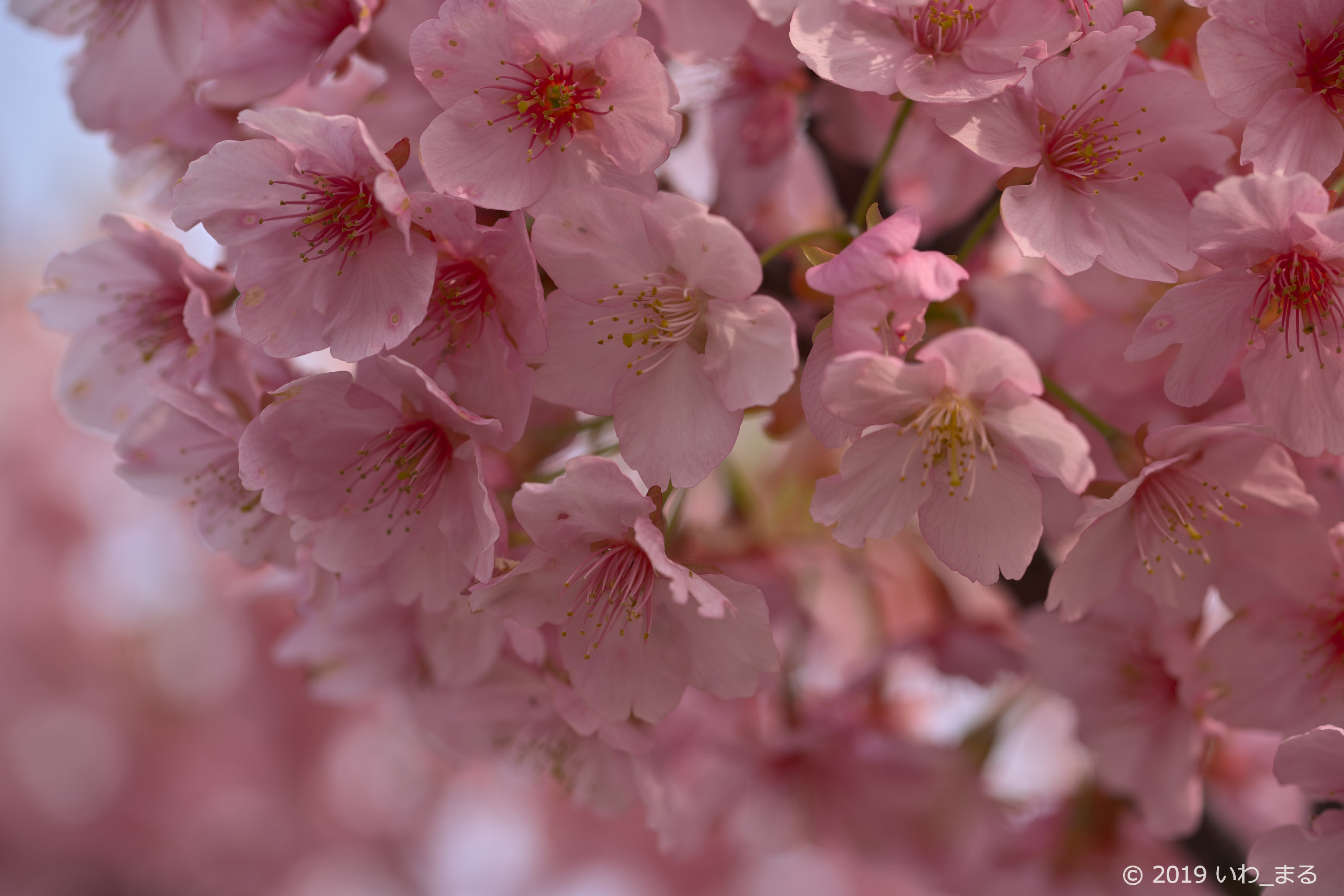 f:id:iwa_maru:20190328213205j:plain