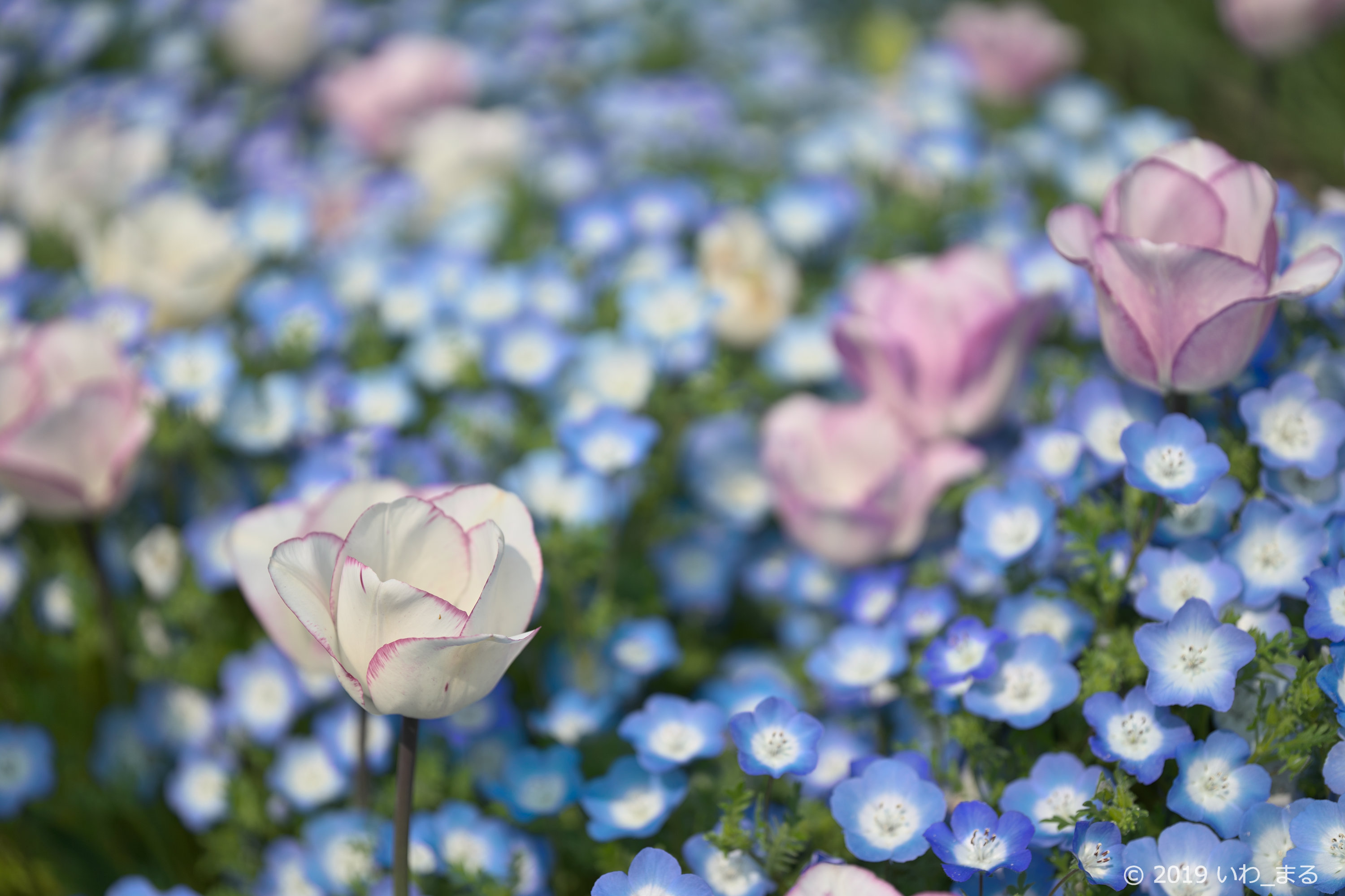 f:id:iwa_maru:20190427222538j:plain