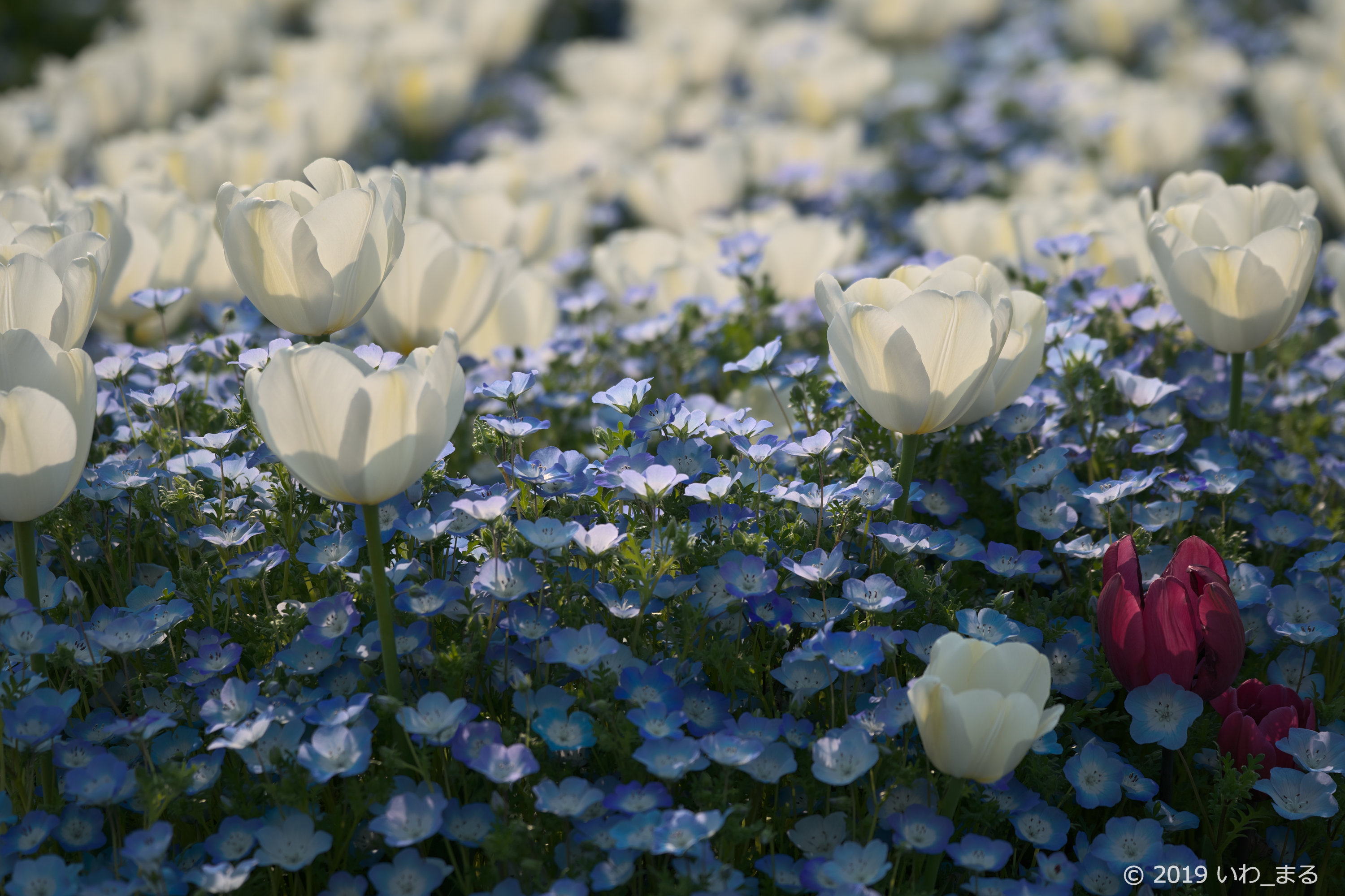 f:id:iwa_maru:20190427222845j:plain