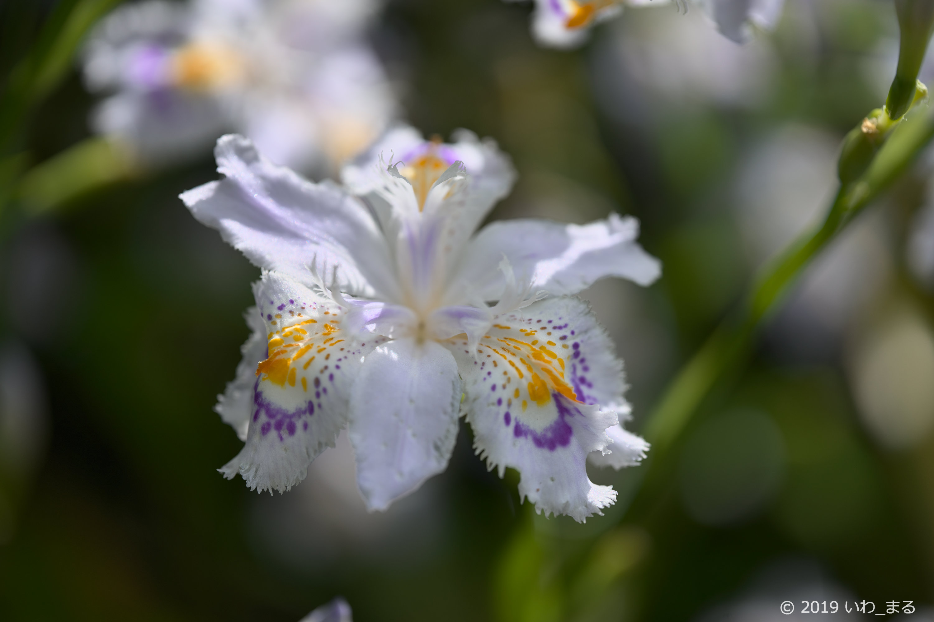f:id:iwa_maru:20190430194352j:plain