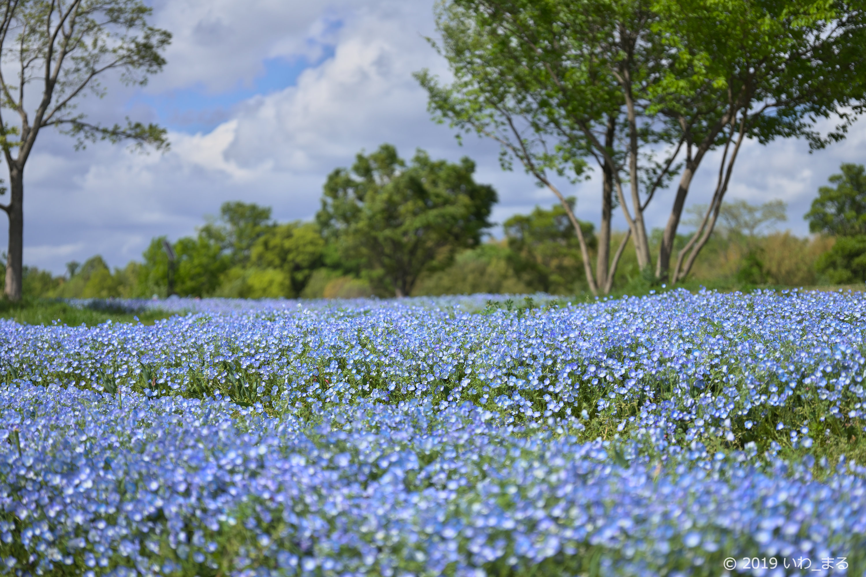 f:id:iwa_maru:20190430194609j:plain