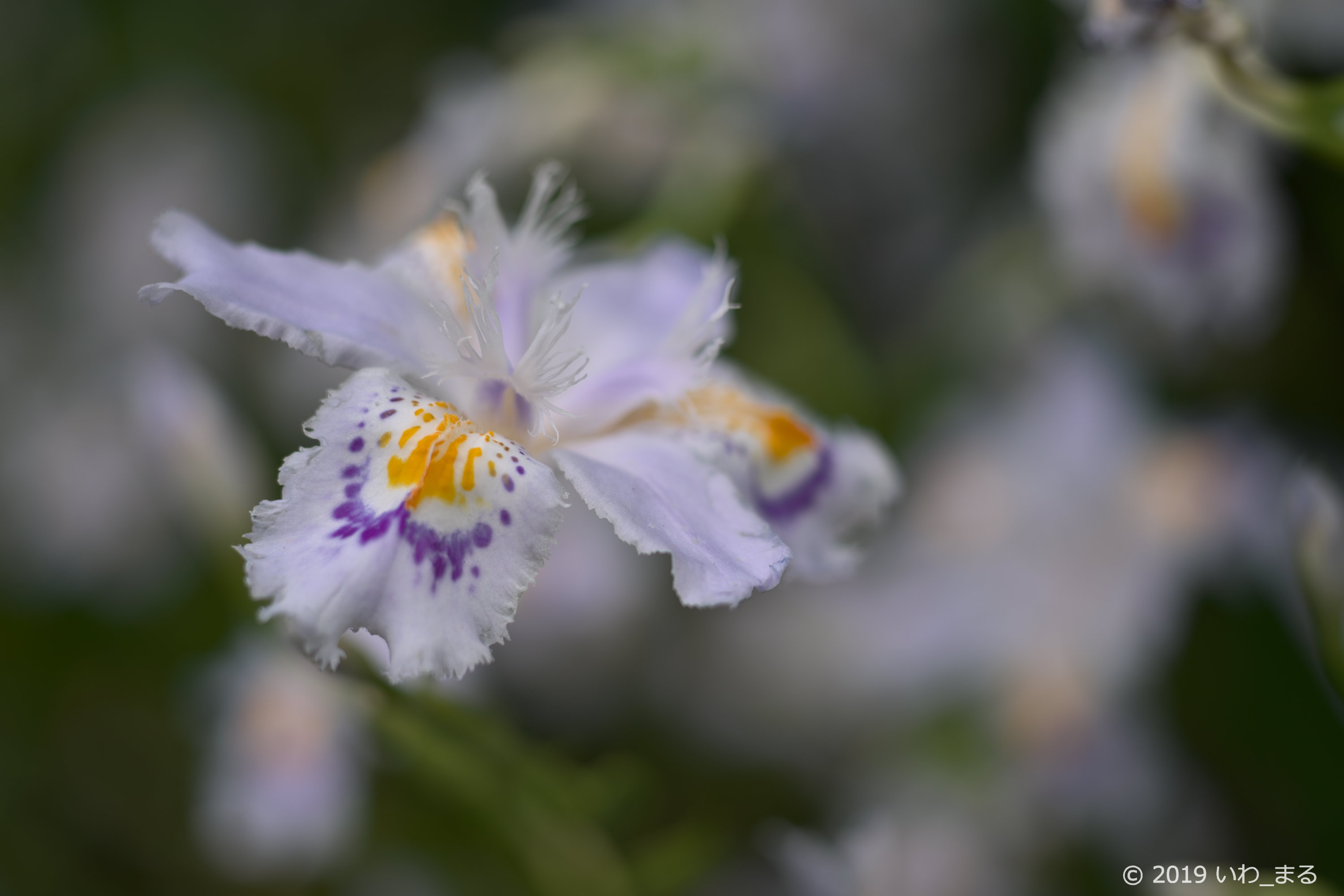 f:id:iwa_maru:20190430194736j:plain