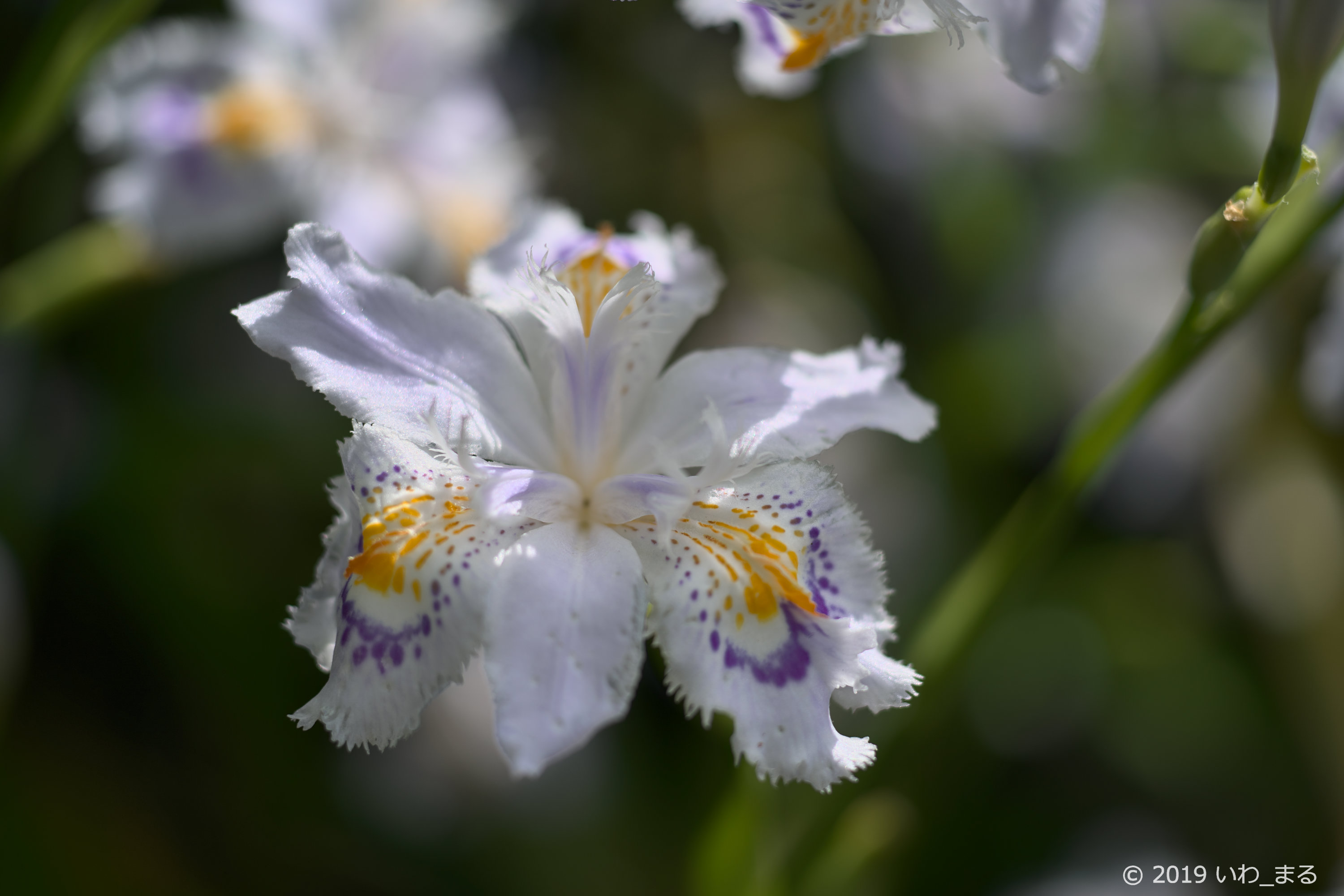 f:id:iwa_maru:20190430194750j:plain