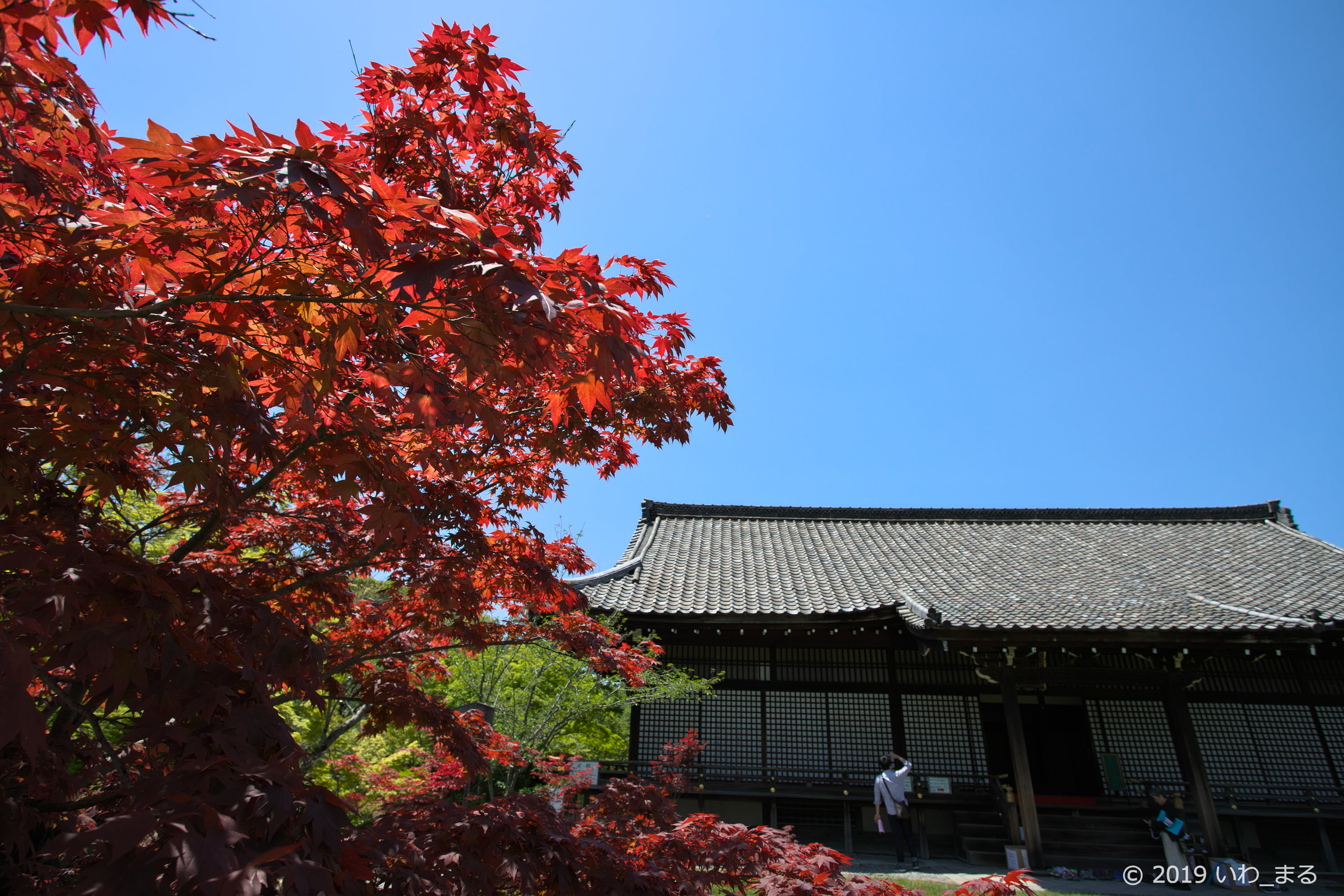 f:id:iwa_maru:20190508214814j:plain