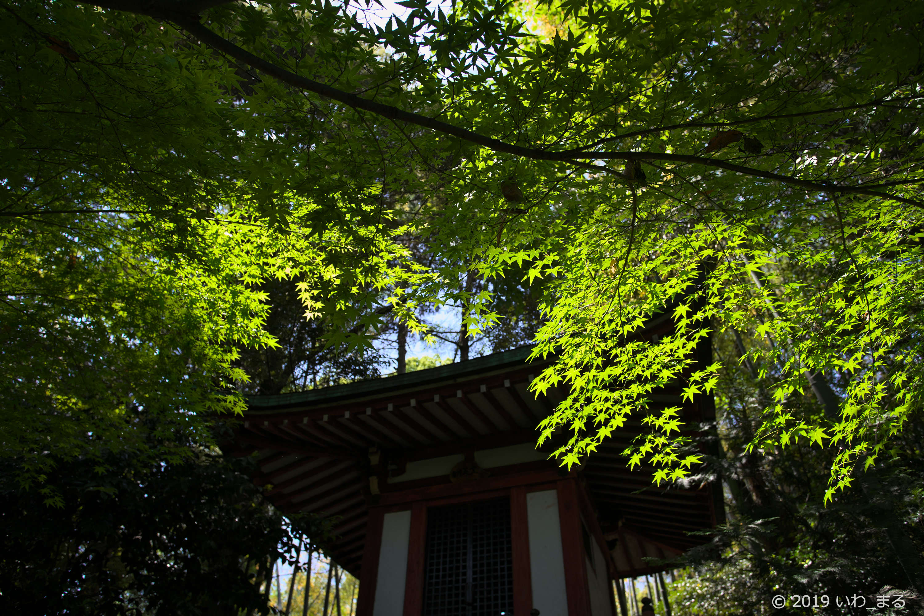 f:id:iwa_maru:20190508214821j:plain