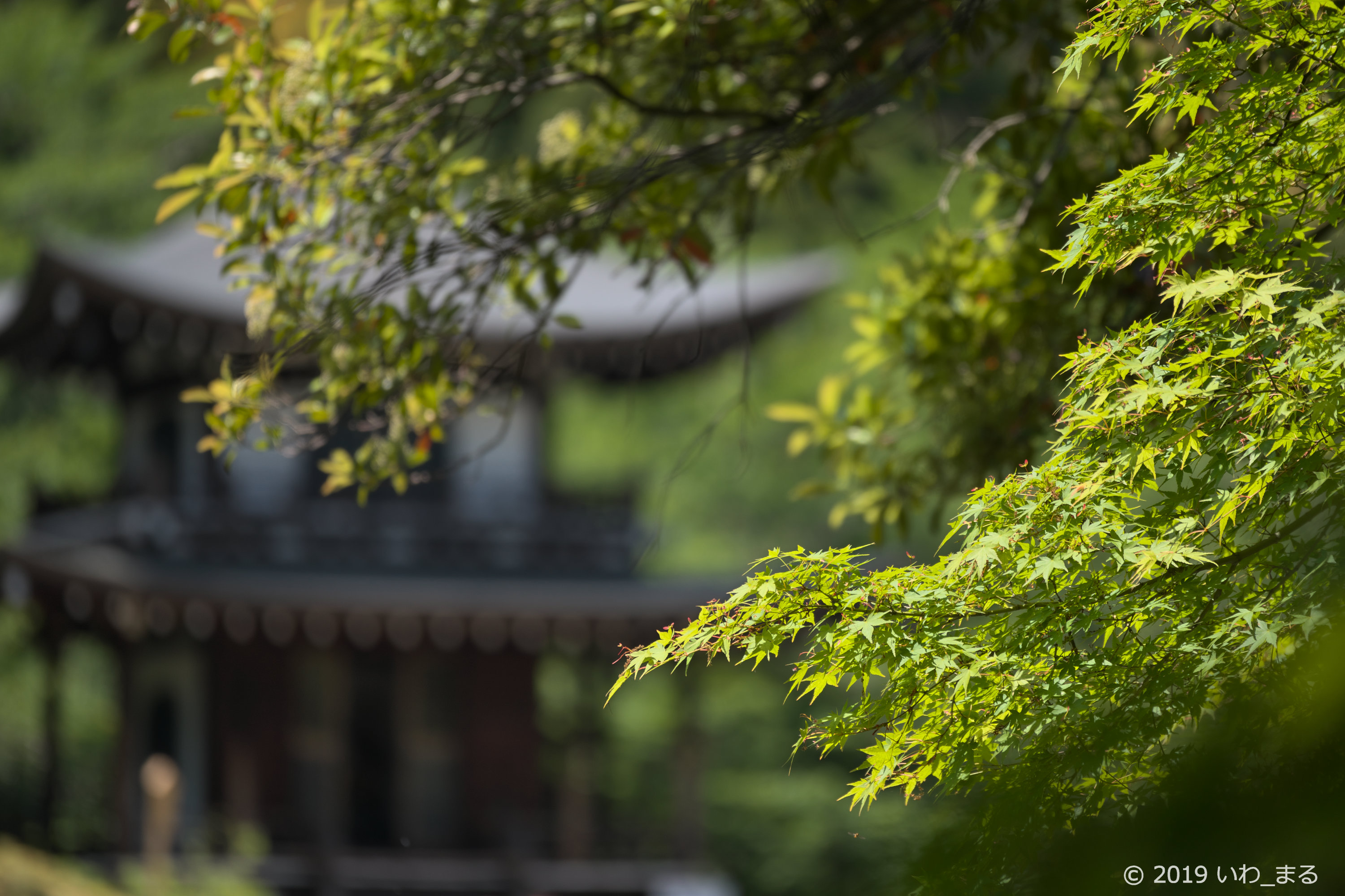 f:id:iwa_maru:20190508214927j:plain