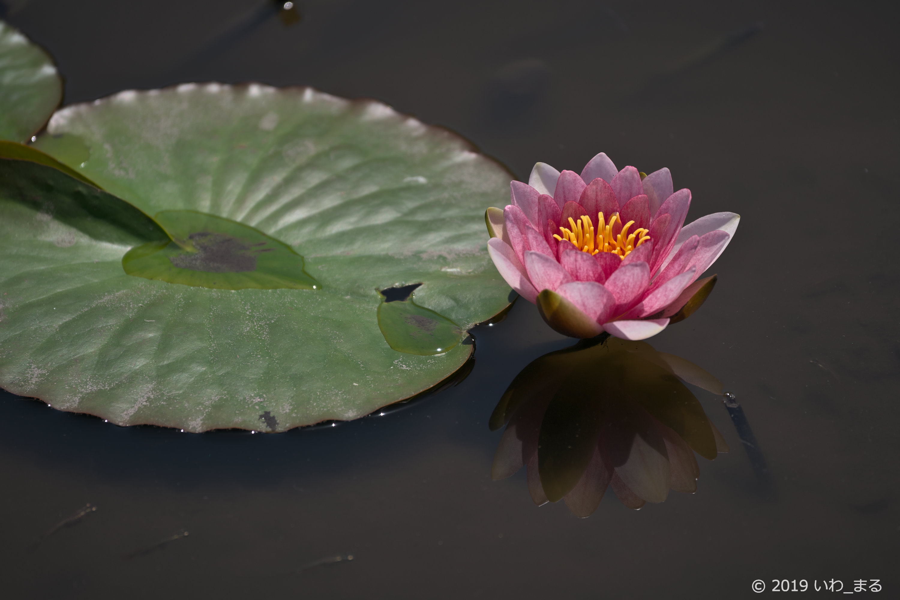 f:id:iwa_maru:20190508214933j:plain