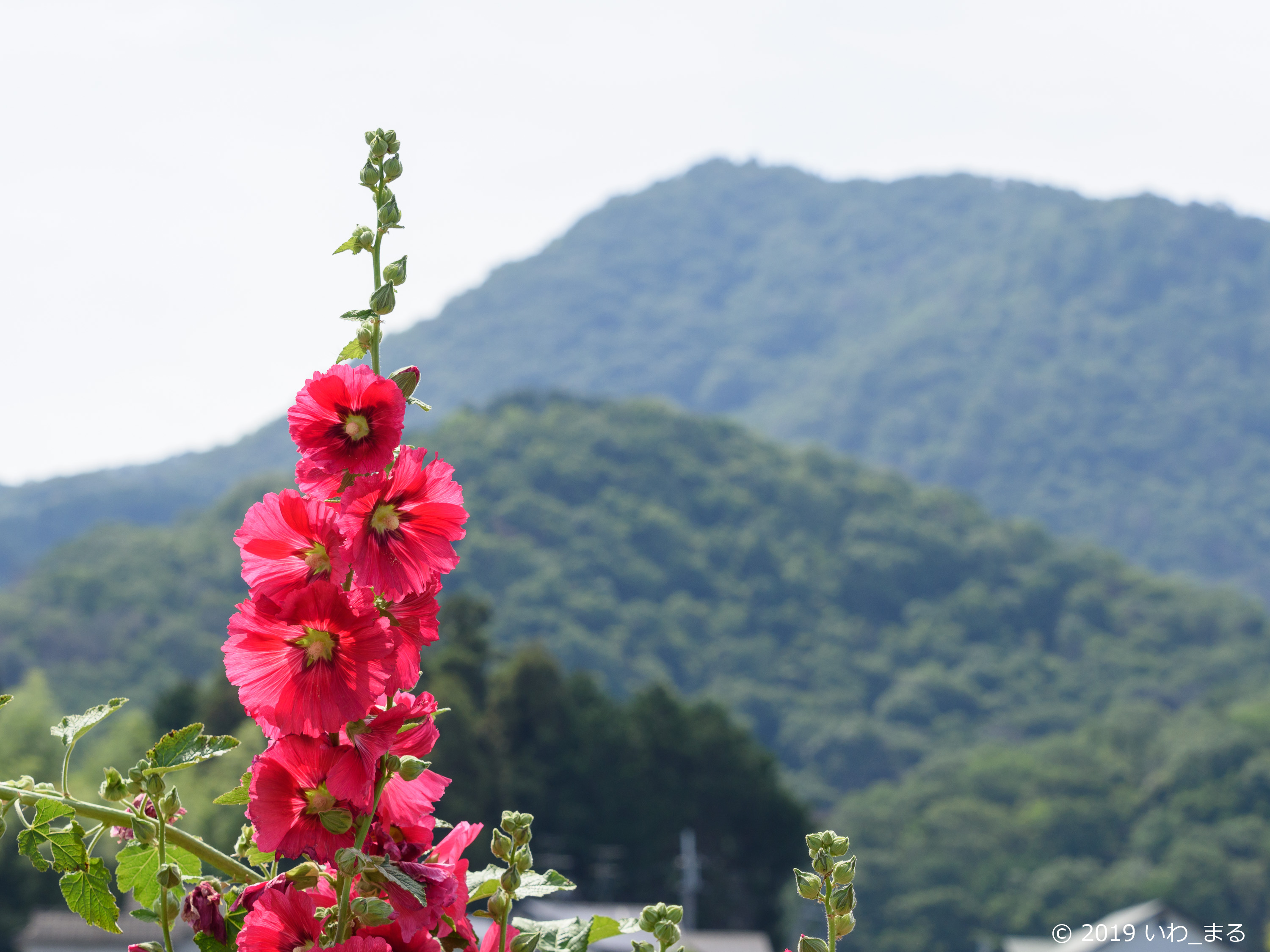 f:id:iwa_maru:20190607212008j:plain f:id:iwa_maru:20190607212008j:plain