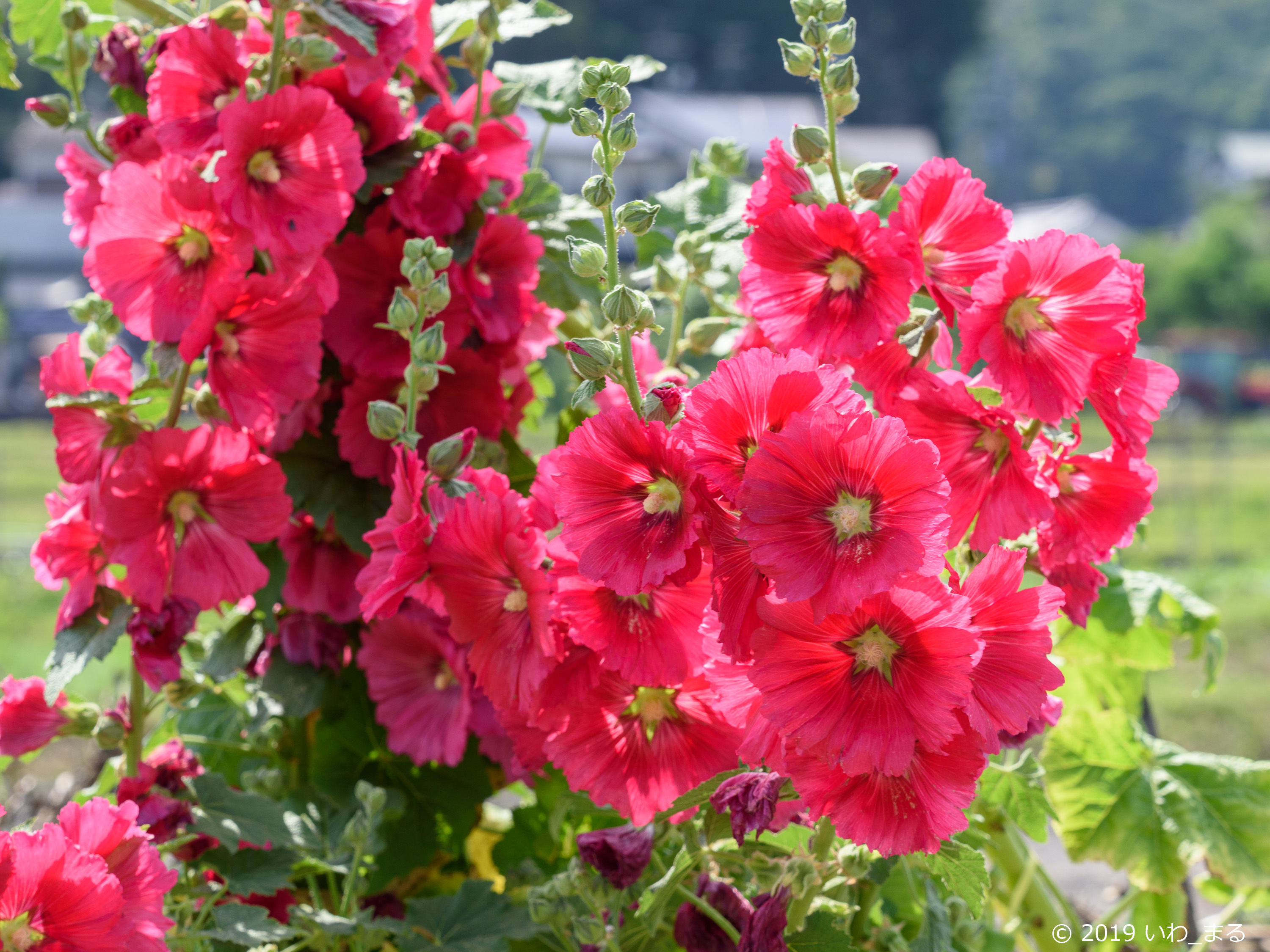 f:id:iwa_maru:20190607212021j:plain f:id:iwa_maru:20190607212021j:plain