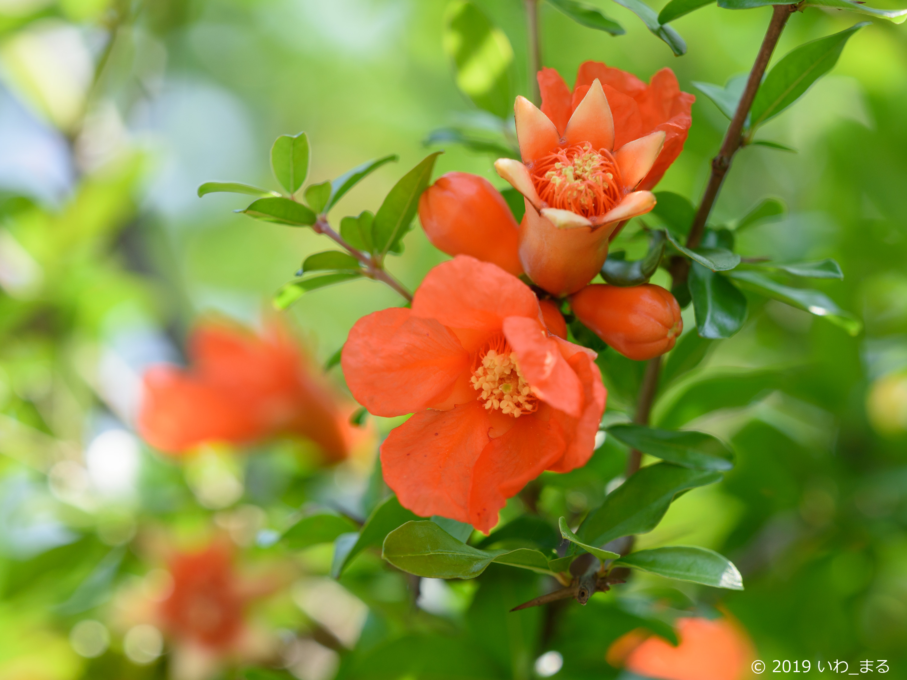 f:id:iwa_maru:20190607212058j:plain f:id:iwa_maru:20190607212058j:plain