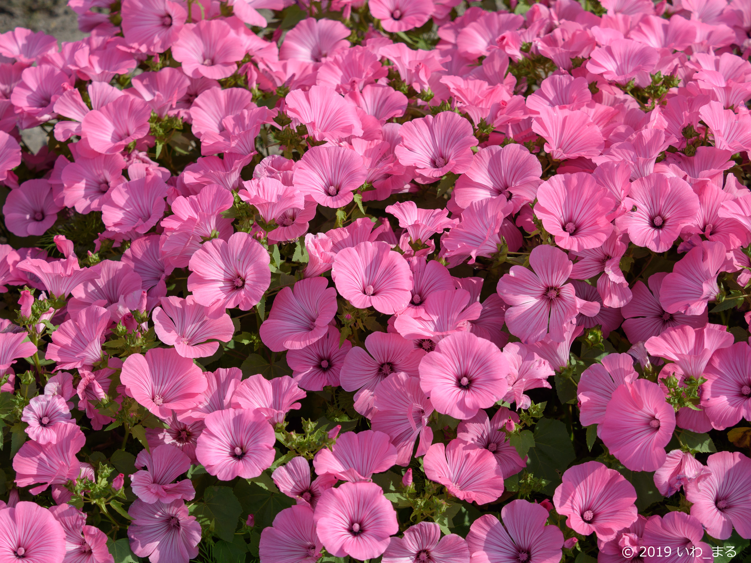 f:id:iwa_maru:20190607212431j:plain f:id:iwa_maru:20190607212431j:plain