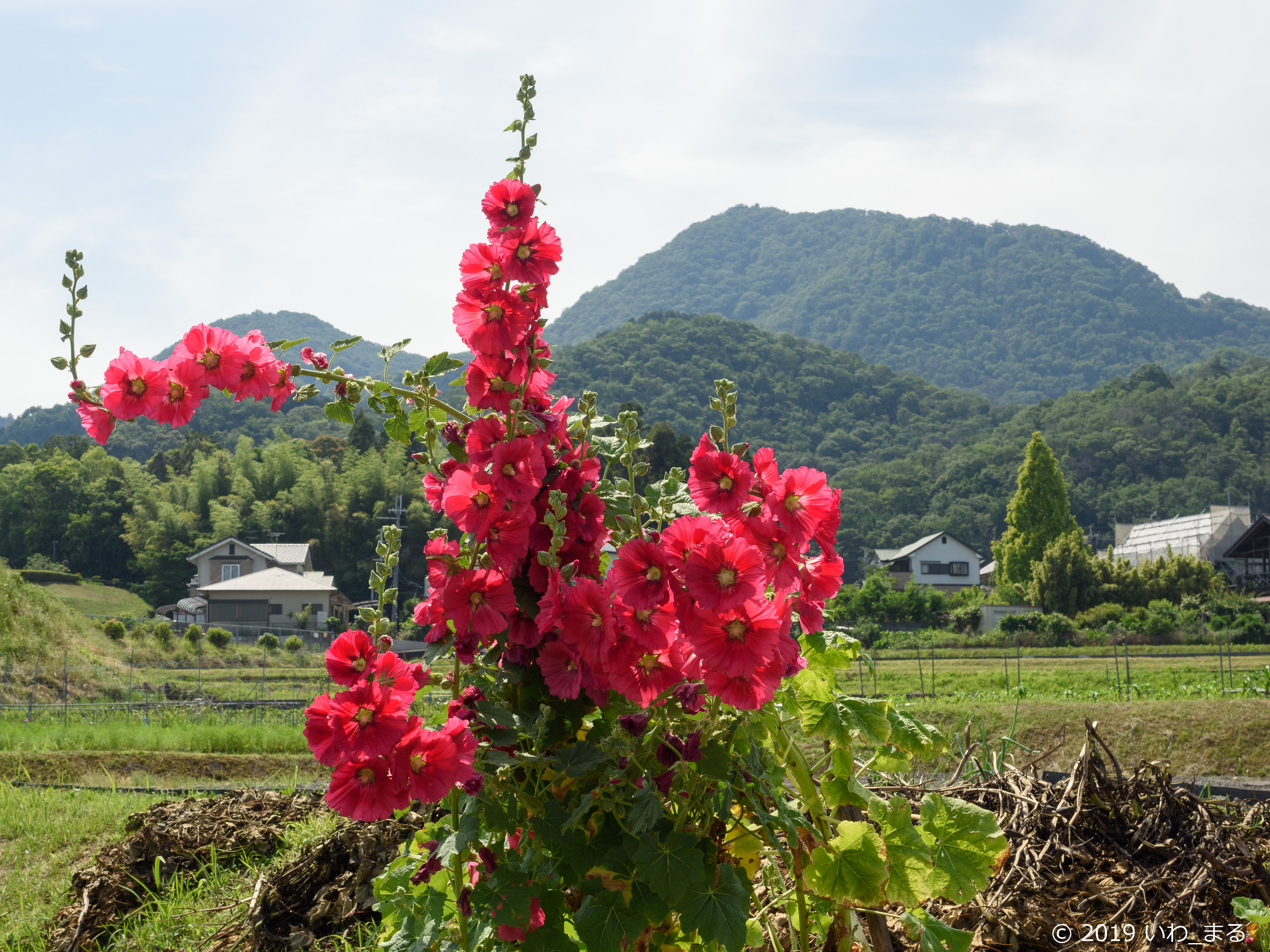 f:id:iwa_maru:20190607212649j:plain f:id:iwa_maru:20190607212649j:plain