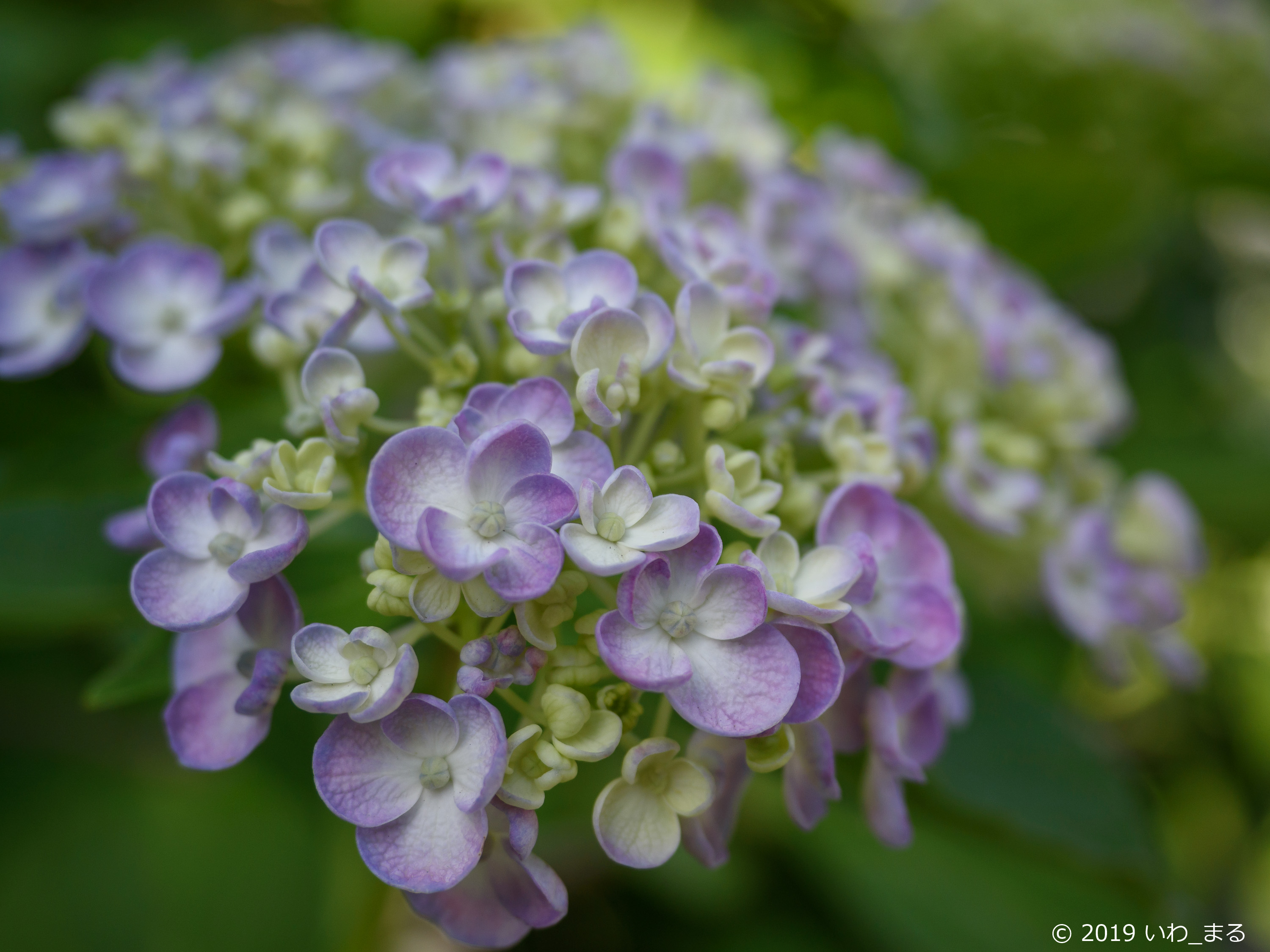 f:id:iwa_maru:20190607212916j:plain f:id:iwa_maru:20190607212916j:plain
