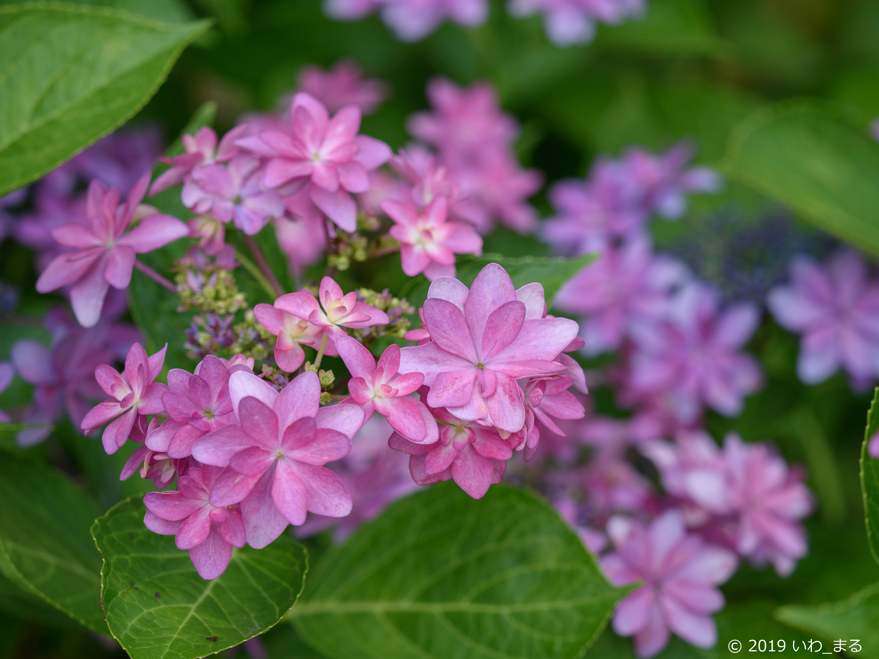 f:id:iwa_maru:20190610204011j:plain