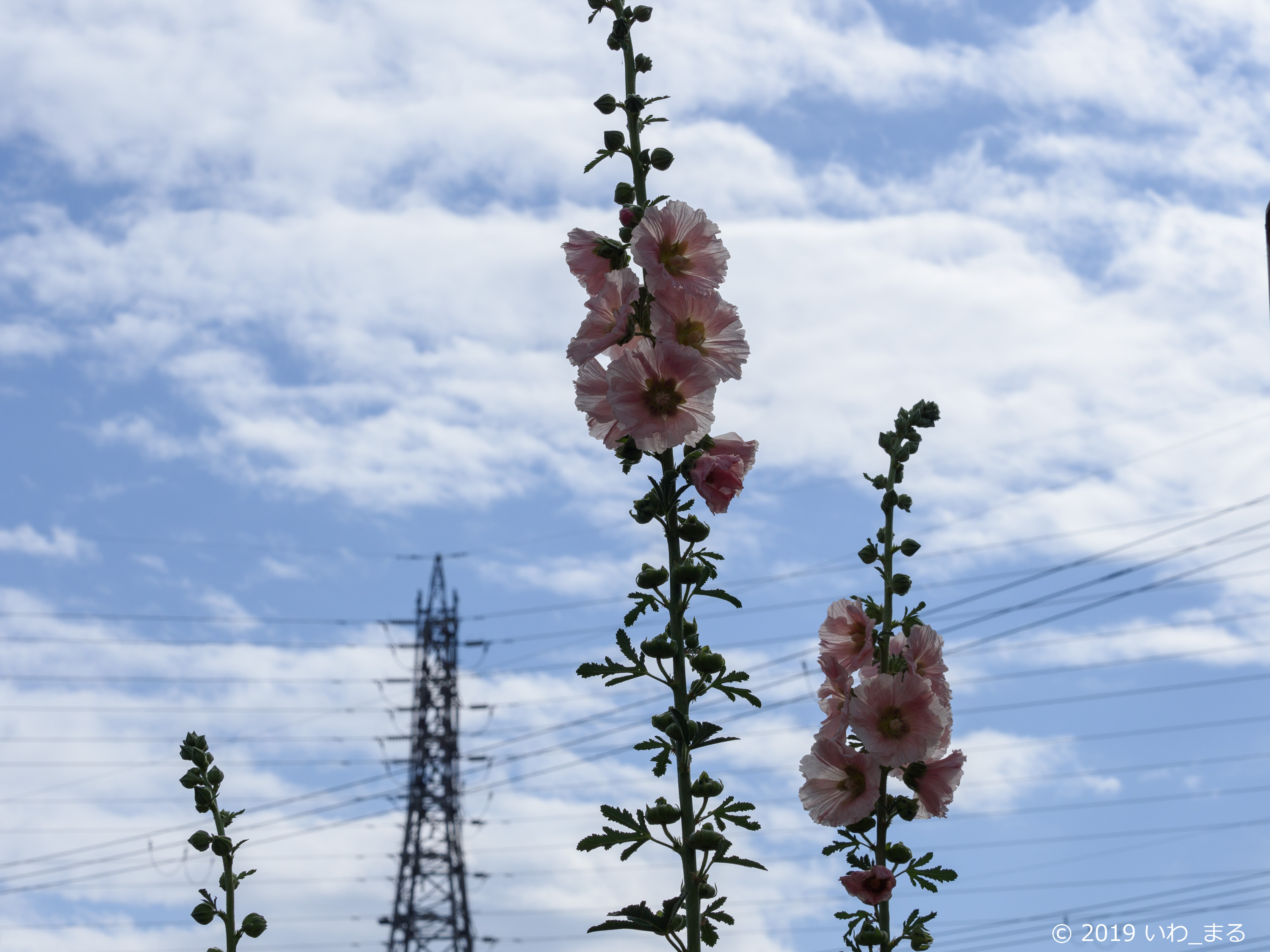 f:id:iwa_maru:20190610204023j:plain