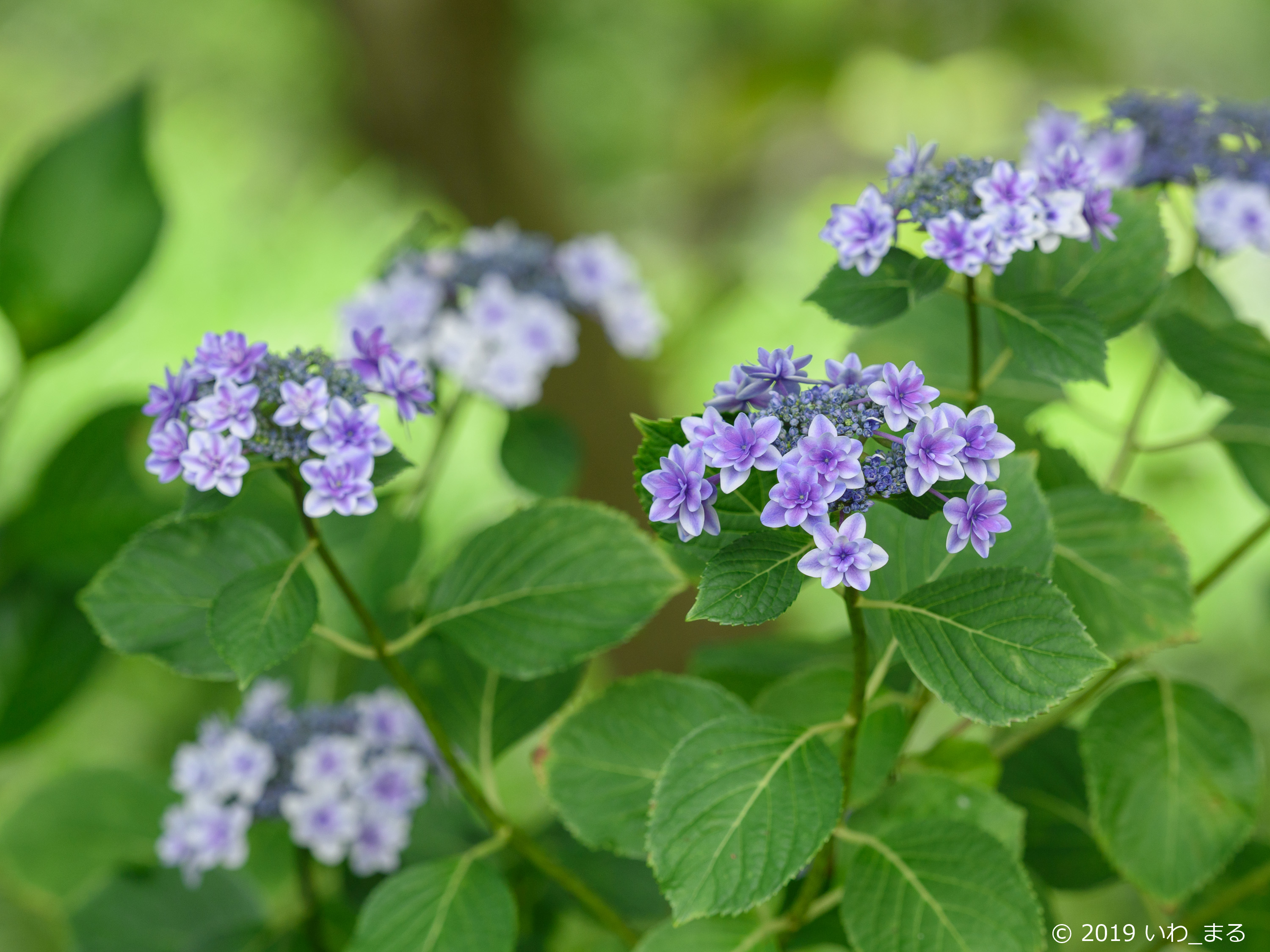 f:id:iwa_maru:20190618213116j:plain