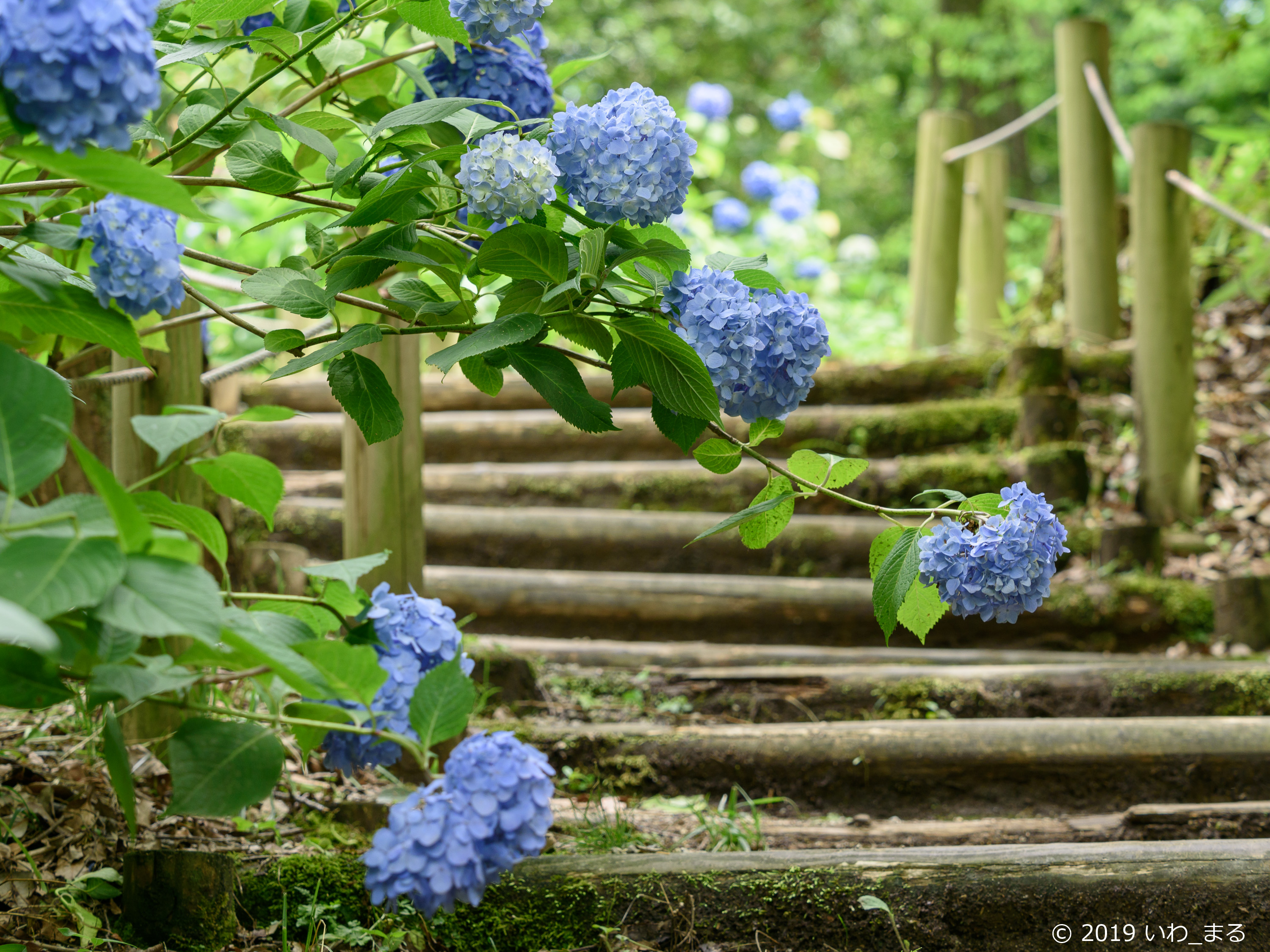 f:id:iwa_maru:20190618213136j:plain