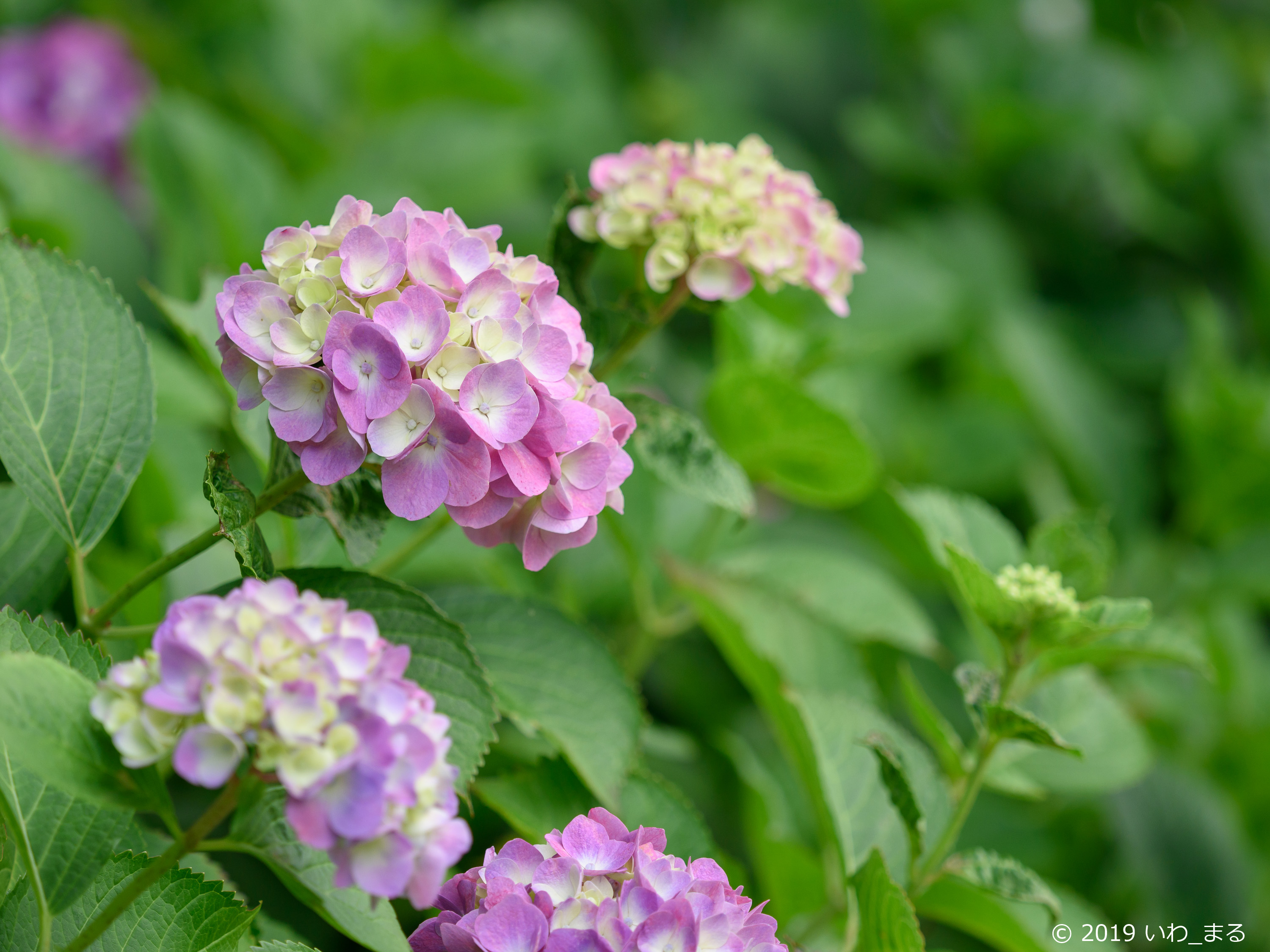 f:id:iwa_maru:20190618213145j:plain