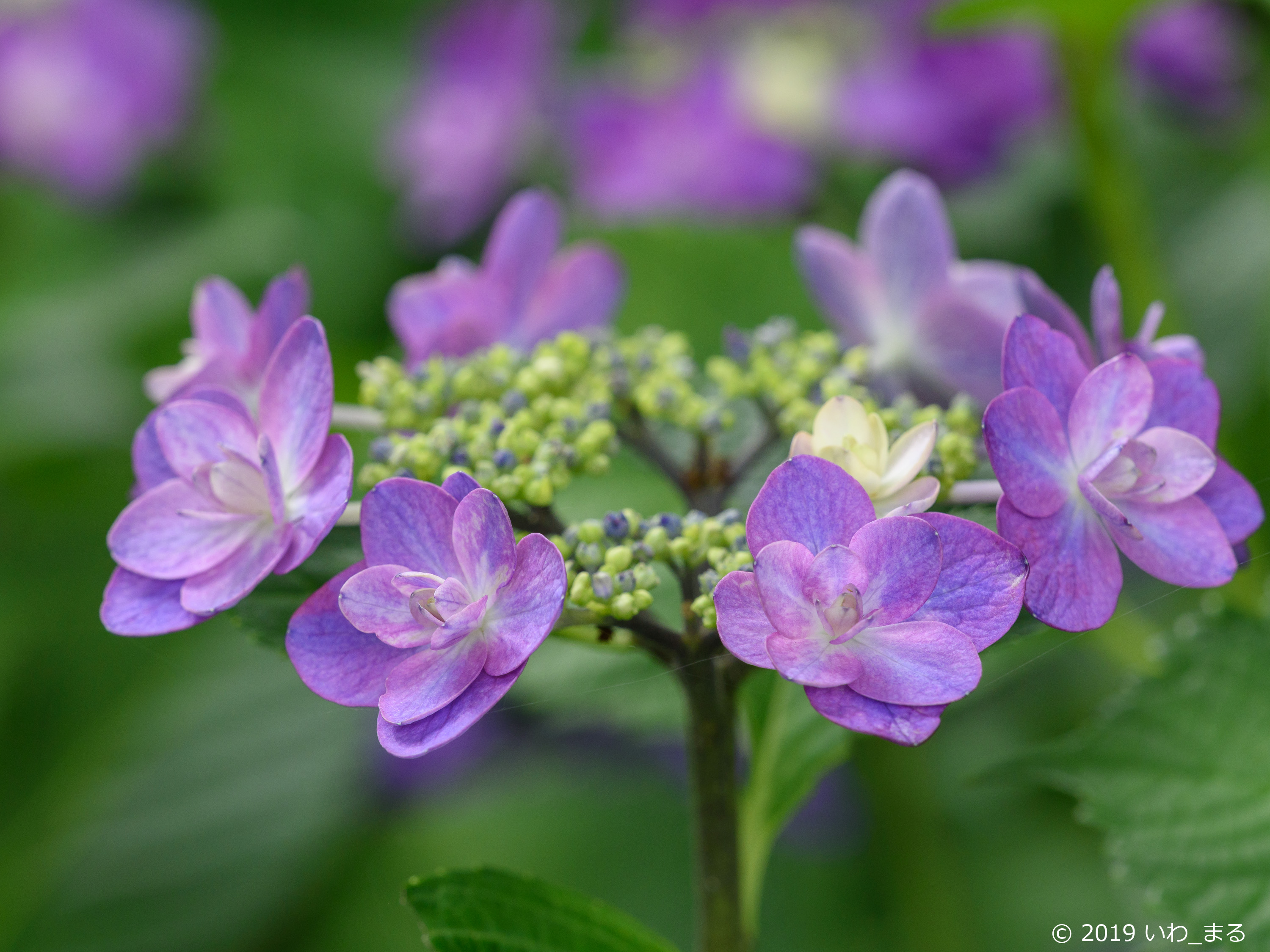 f:id:iwa_maru:20190618213205j:plain