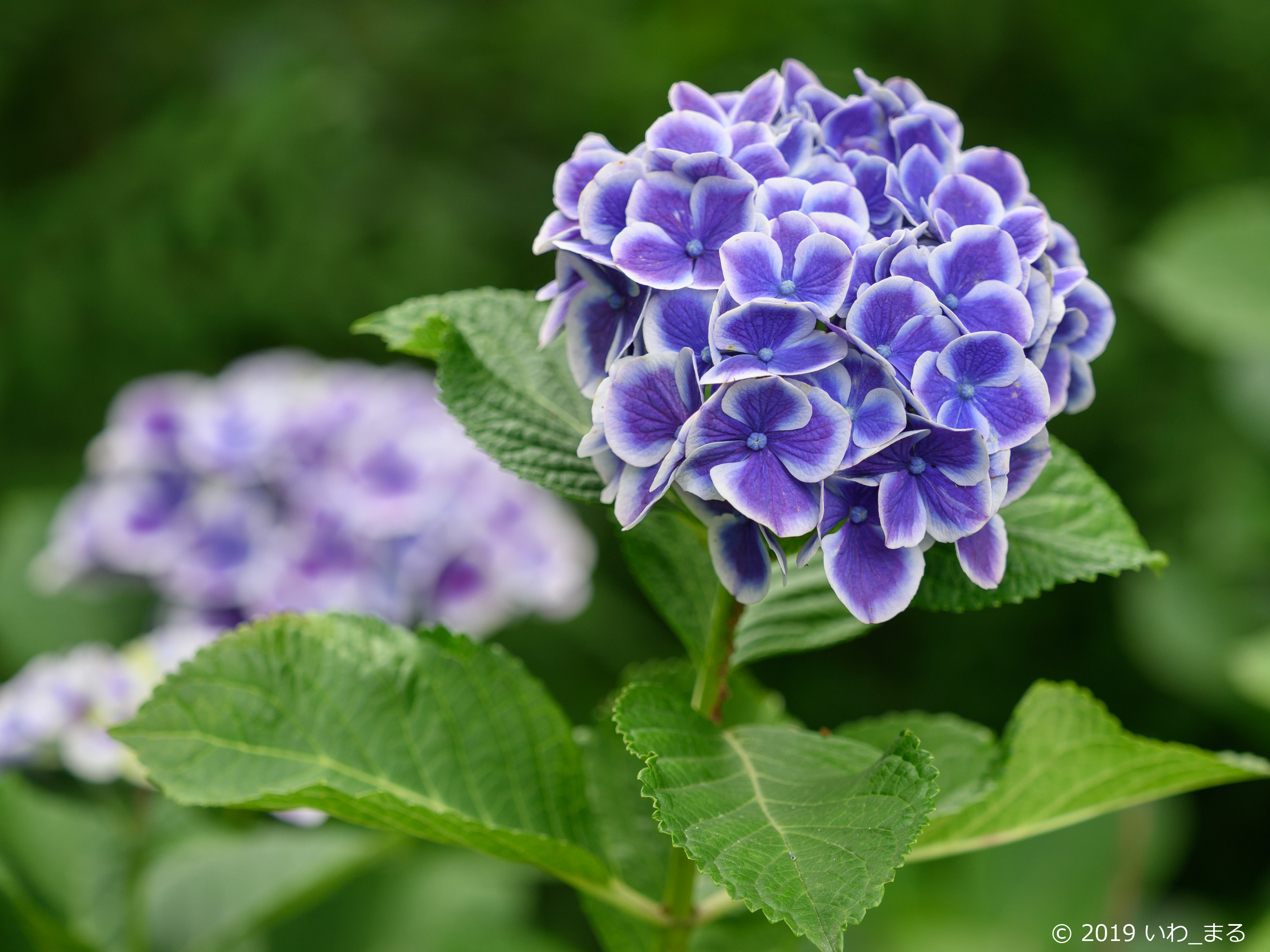 f:id:iwa_maru:20190618213222j:plain