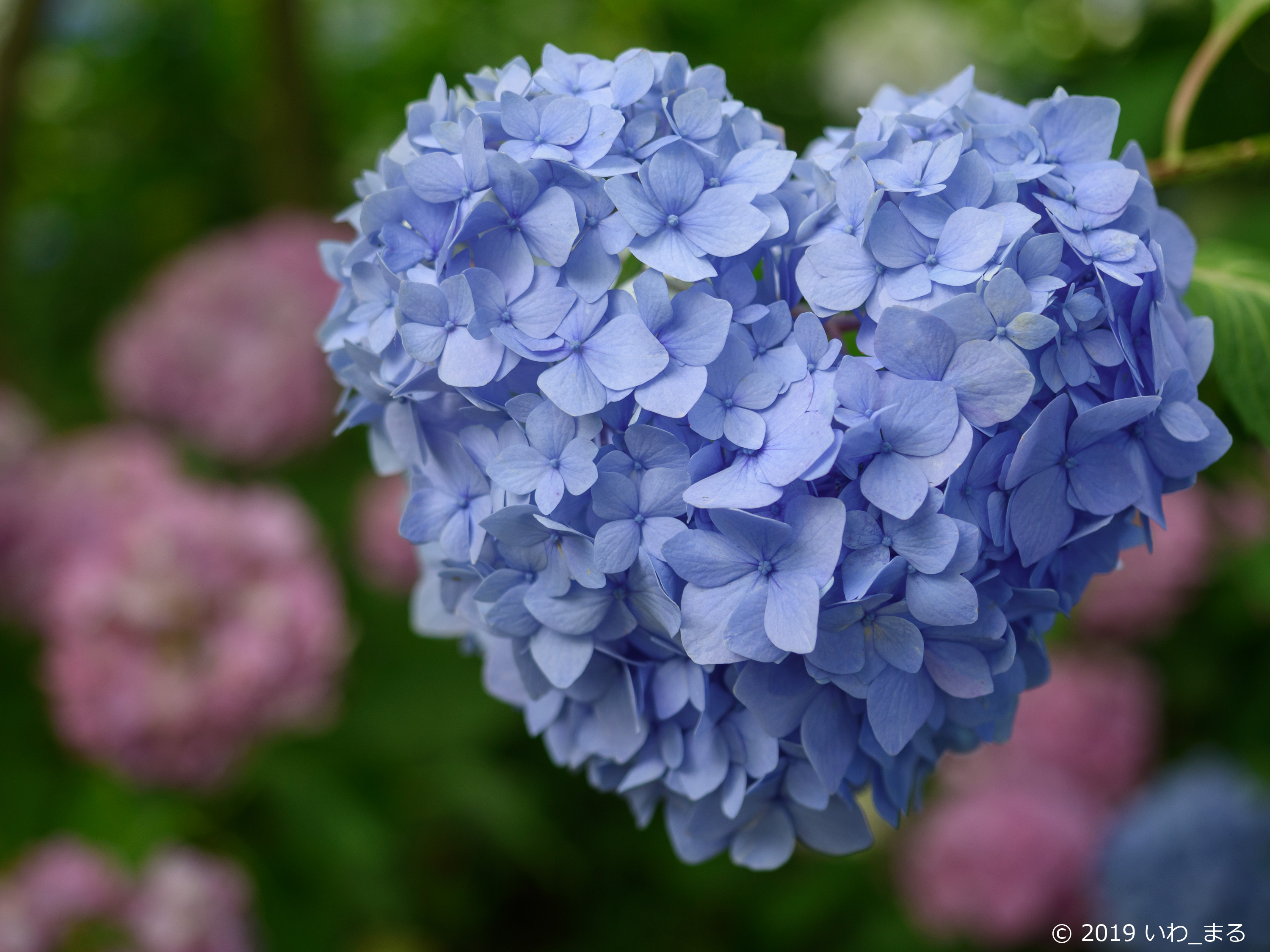 f:id:iwa_maru:20190623212252j:plain