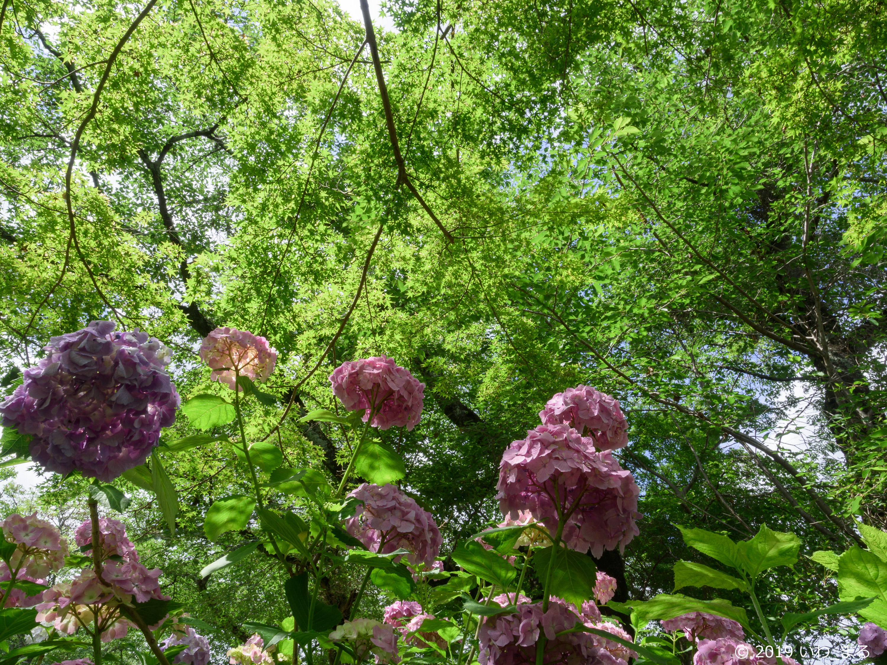 f:id:iwa_maru:20190623212312j:plain