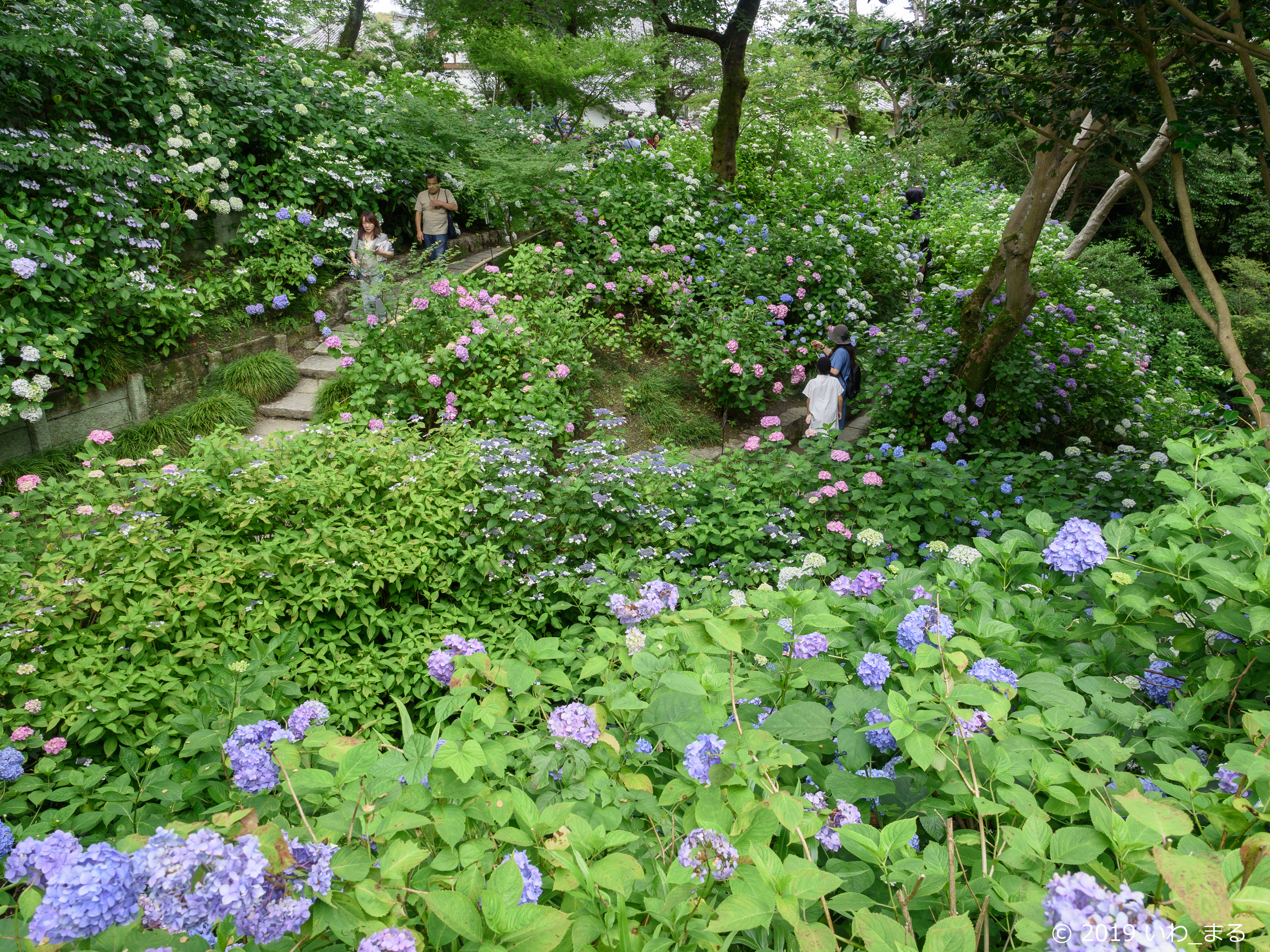 f:id:iwa_maru:20190623212325j:plain