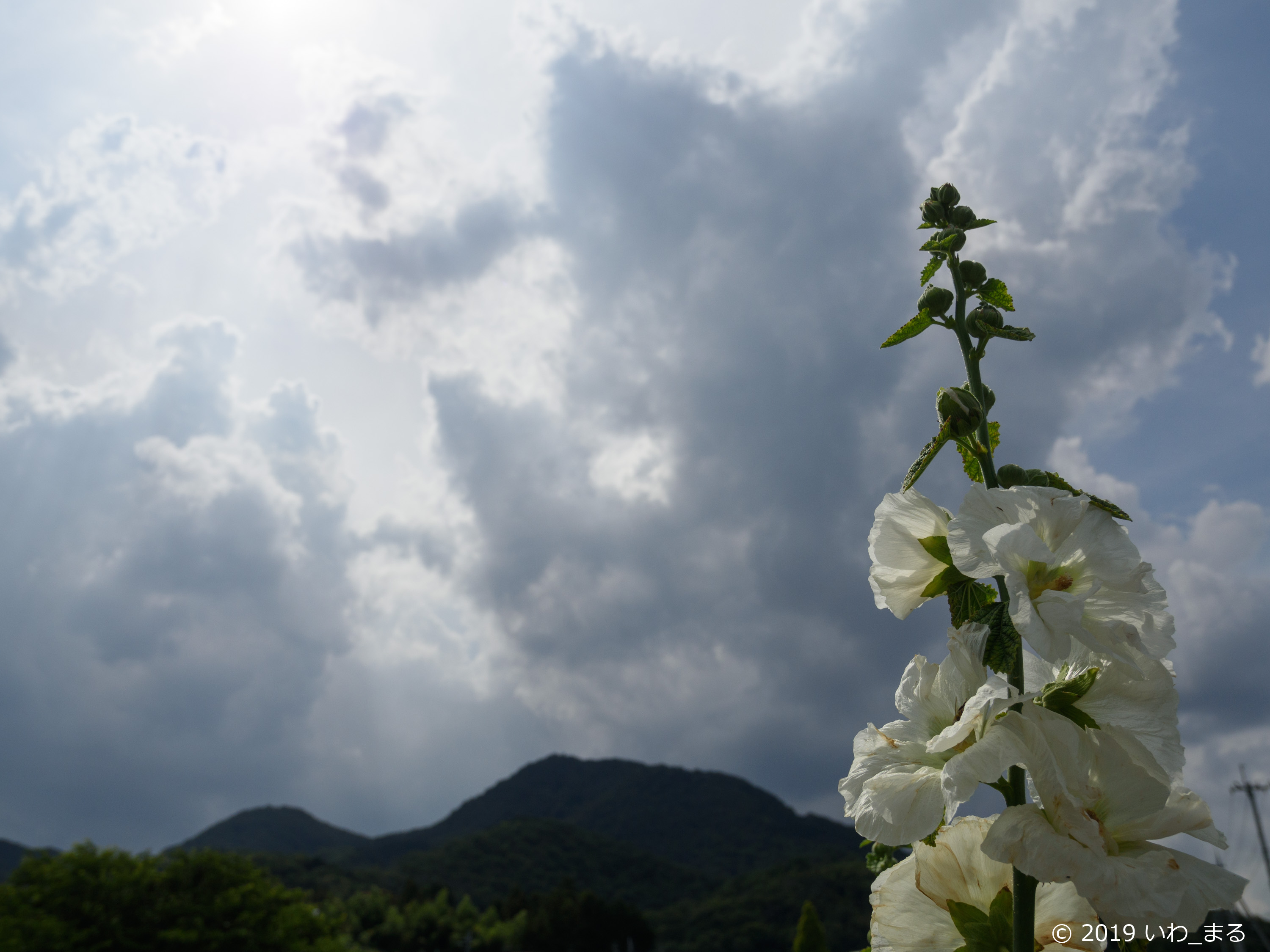 f:id:iwa_maru:20190628223056j:plain f:id:iwa_maru:20190628223056j:plain