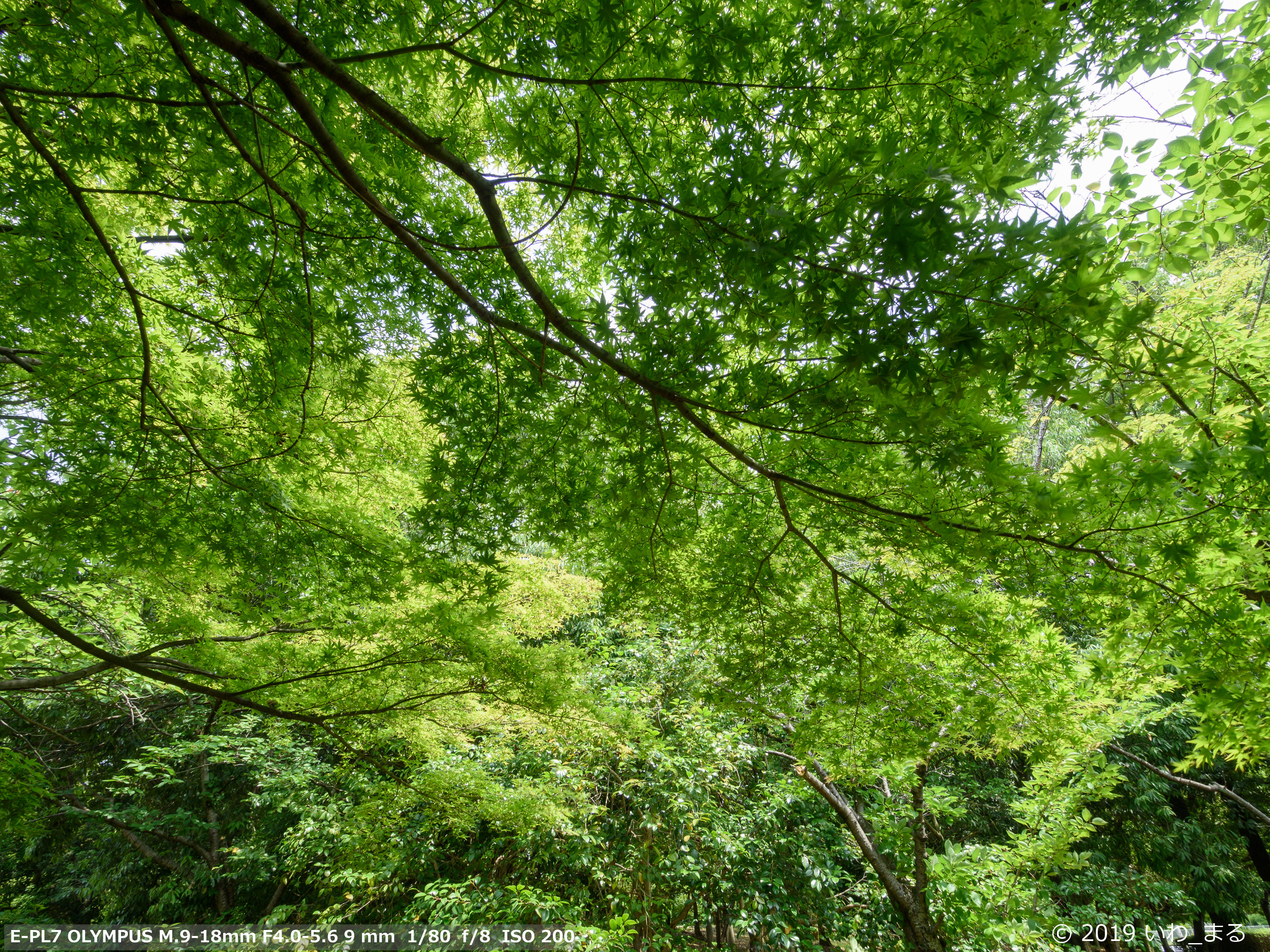 f:id:iwa_maru:20190630213835j:plain