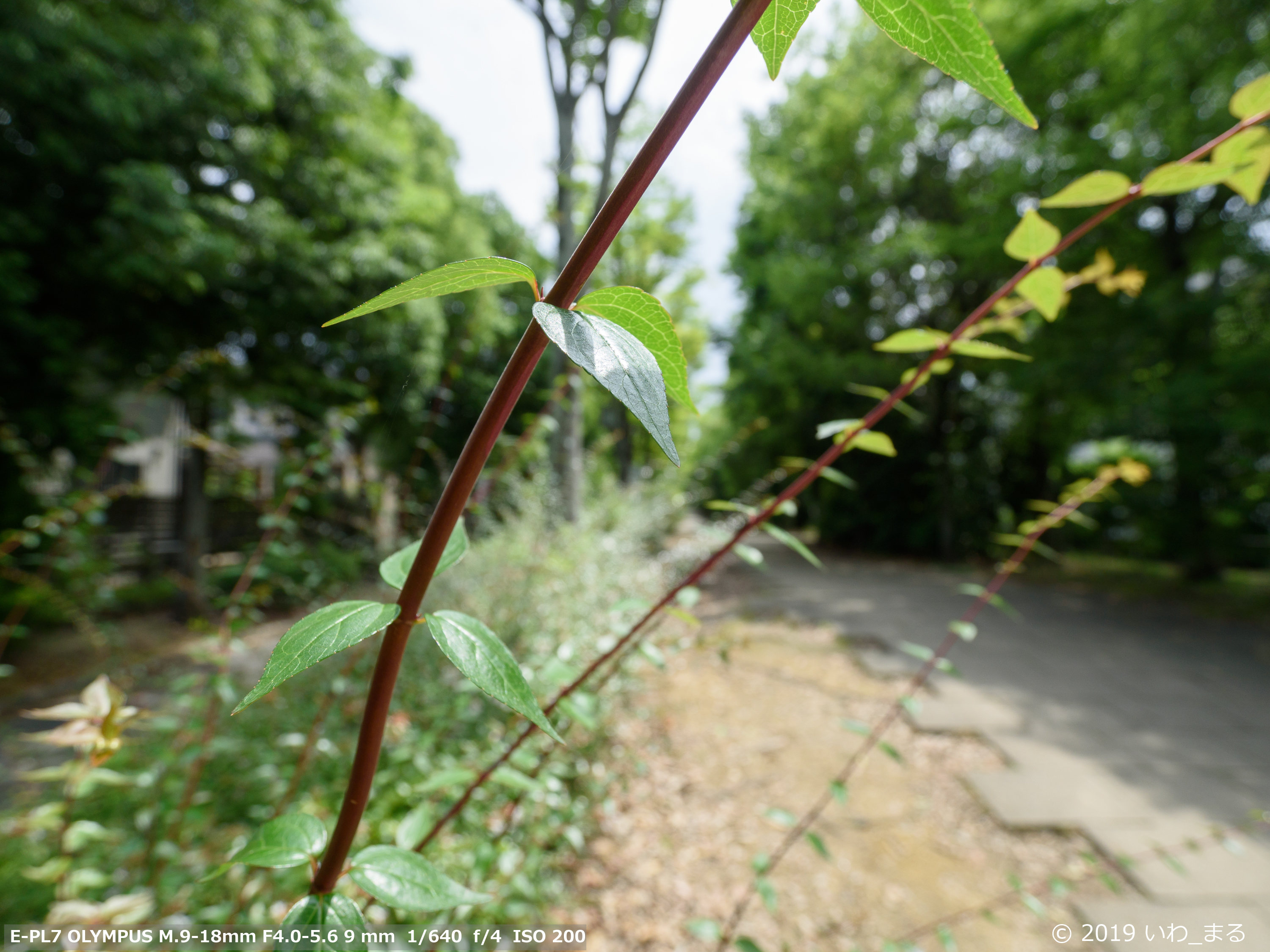 f:id:iwa_maru:20190630213853j:plain