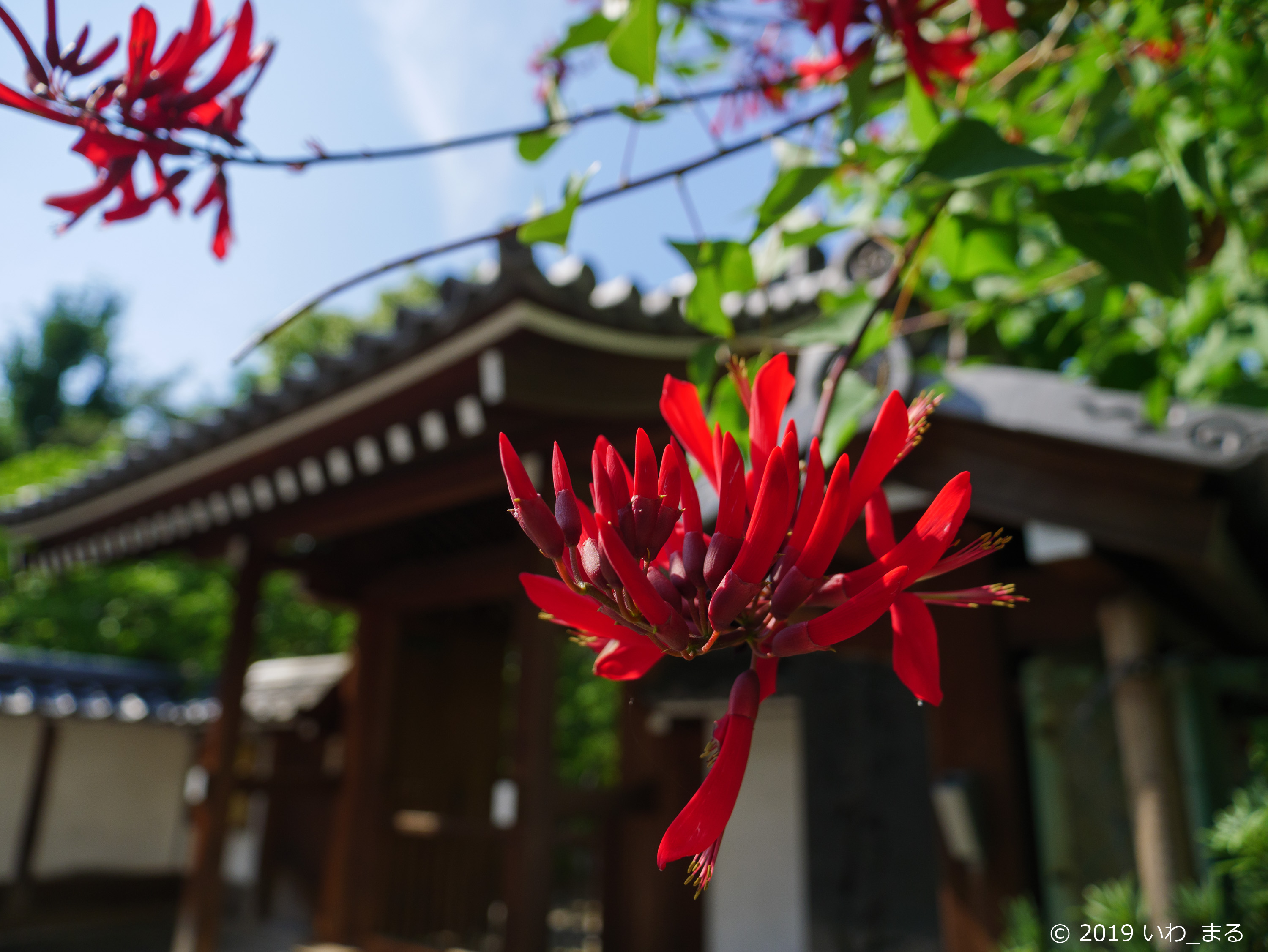 f:id:iwa_maru:20190801212145j:plain f:id:iwa_maru:20190801212145j:plain