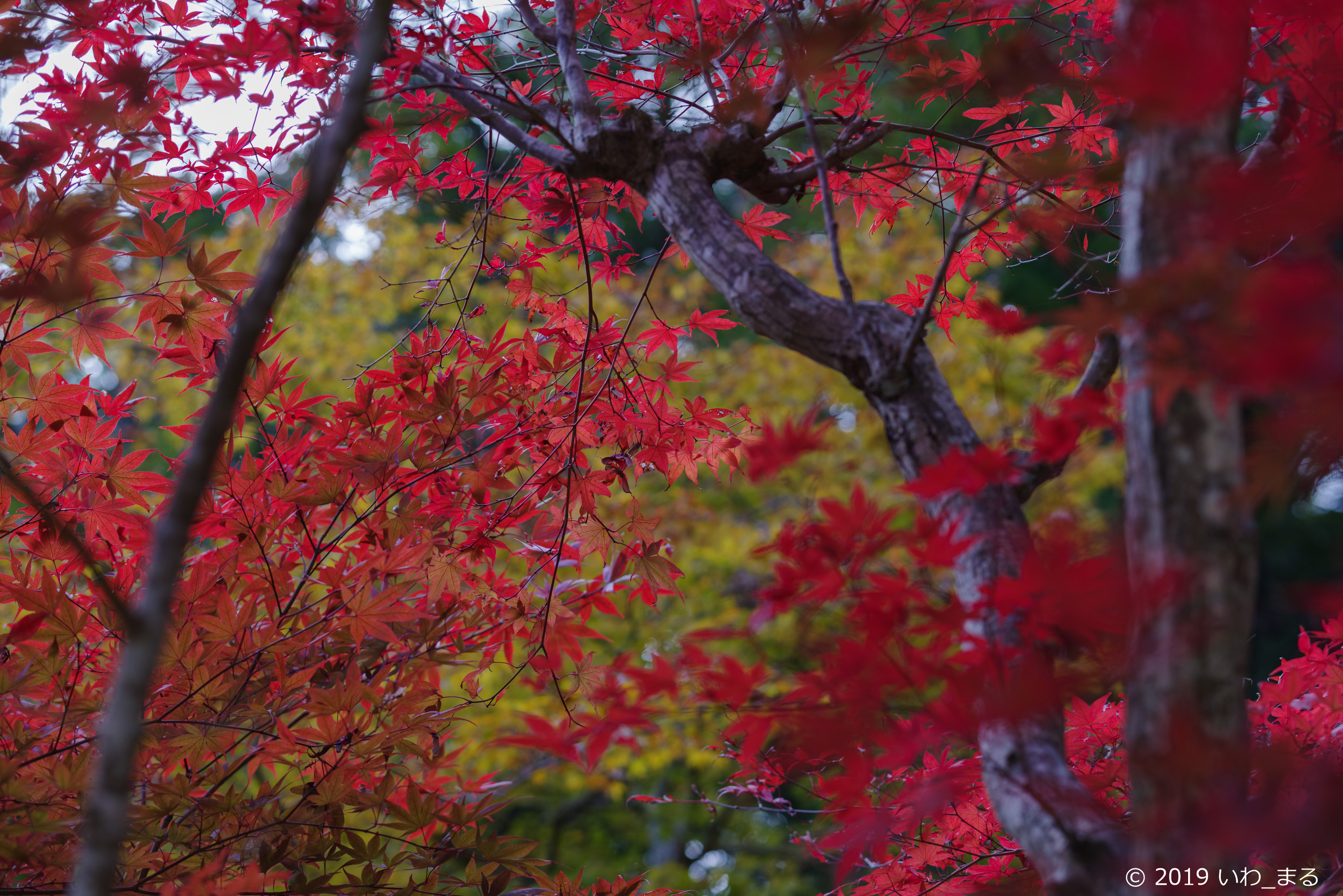 f:id:iwa_maru:20191117212646j:plain