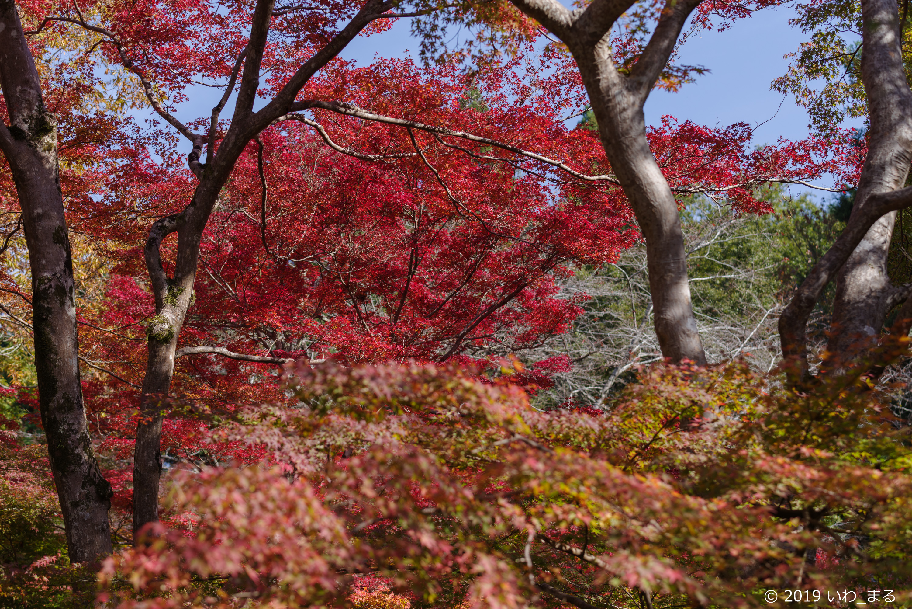 f:id:iwa_maru:20191117212737j:plain f:id:iwa_maru:20191117212737j:plain