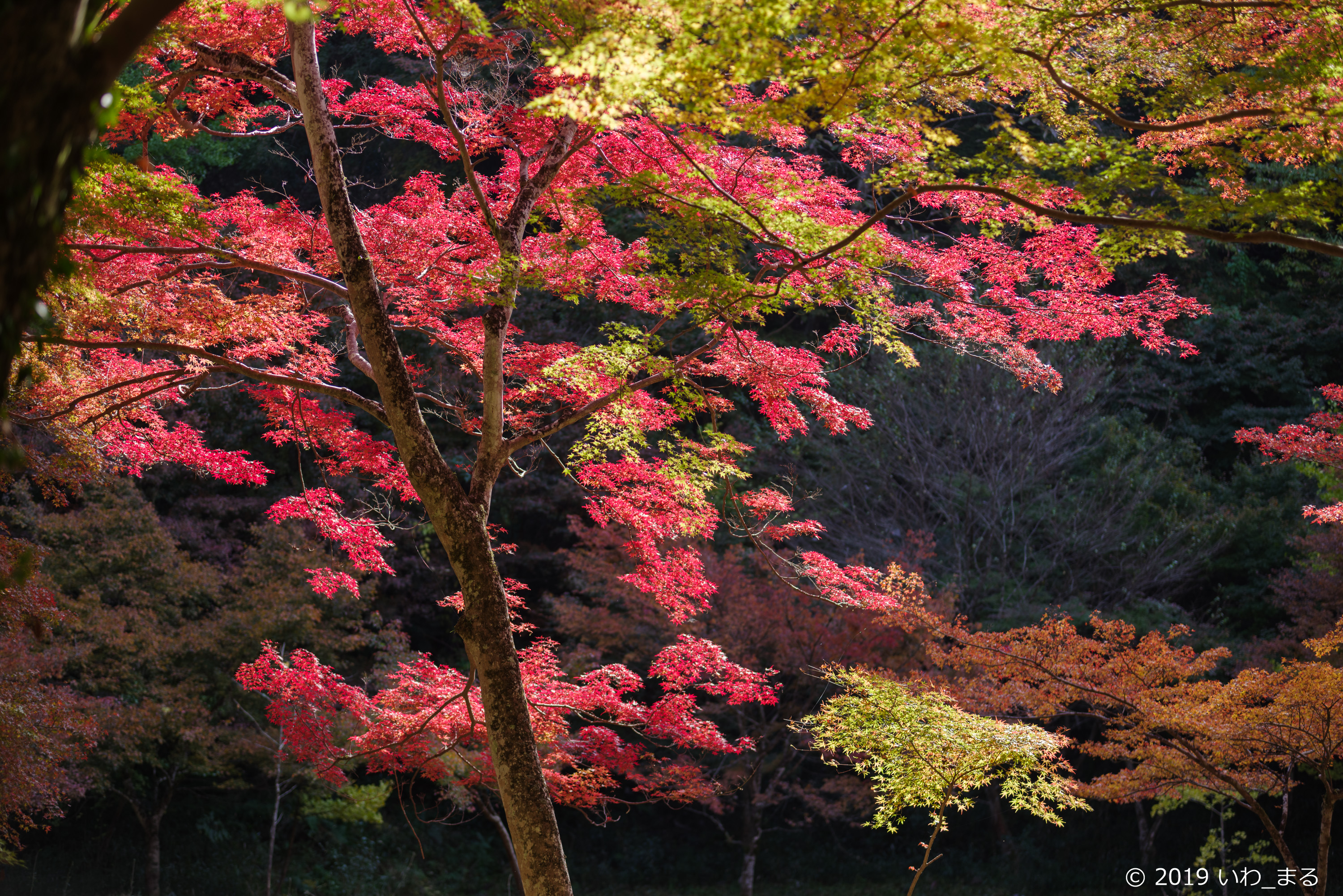 f:id:iwa_maru:20191117212816j:plain f:id:iwa_maru:20191117212816j:plain