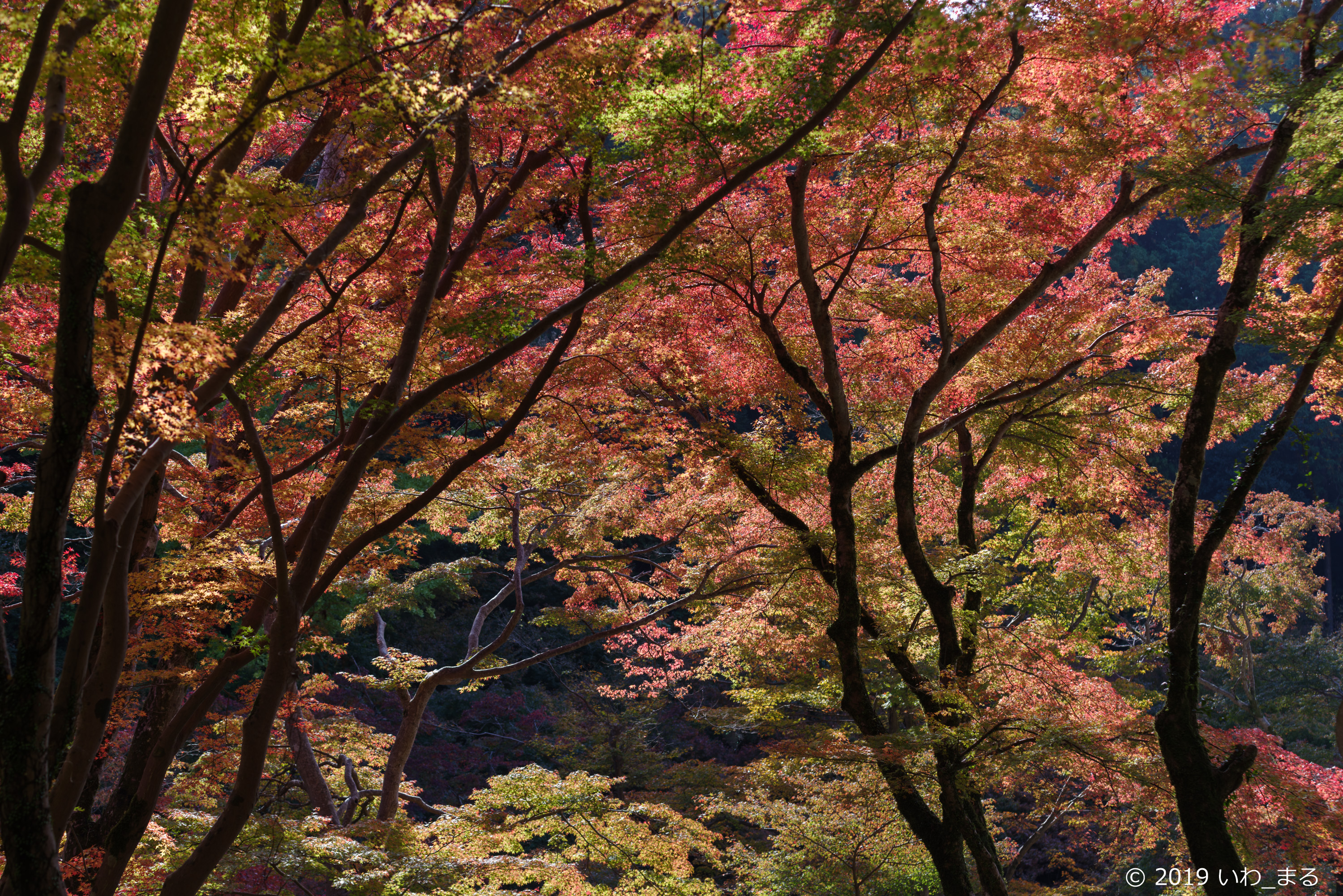 f:id:iwa_maru:20191117212828j:plain f:id:iwa_maru:20191117212828j:plain