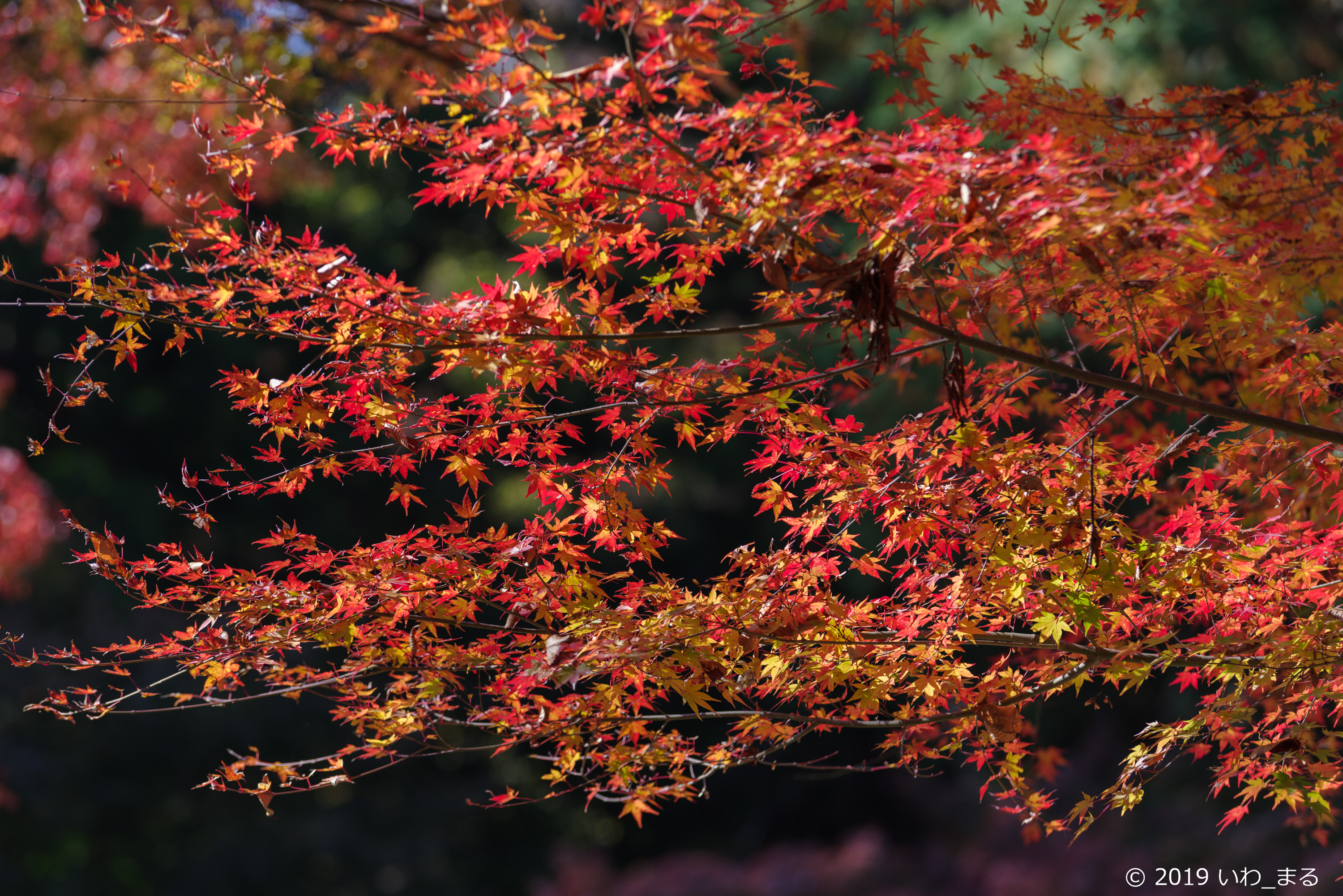 f:id:iwa_maru:20191117212835j:plain f:id:iwa_maru:20191117212835j:plain
