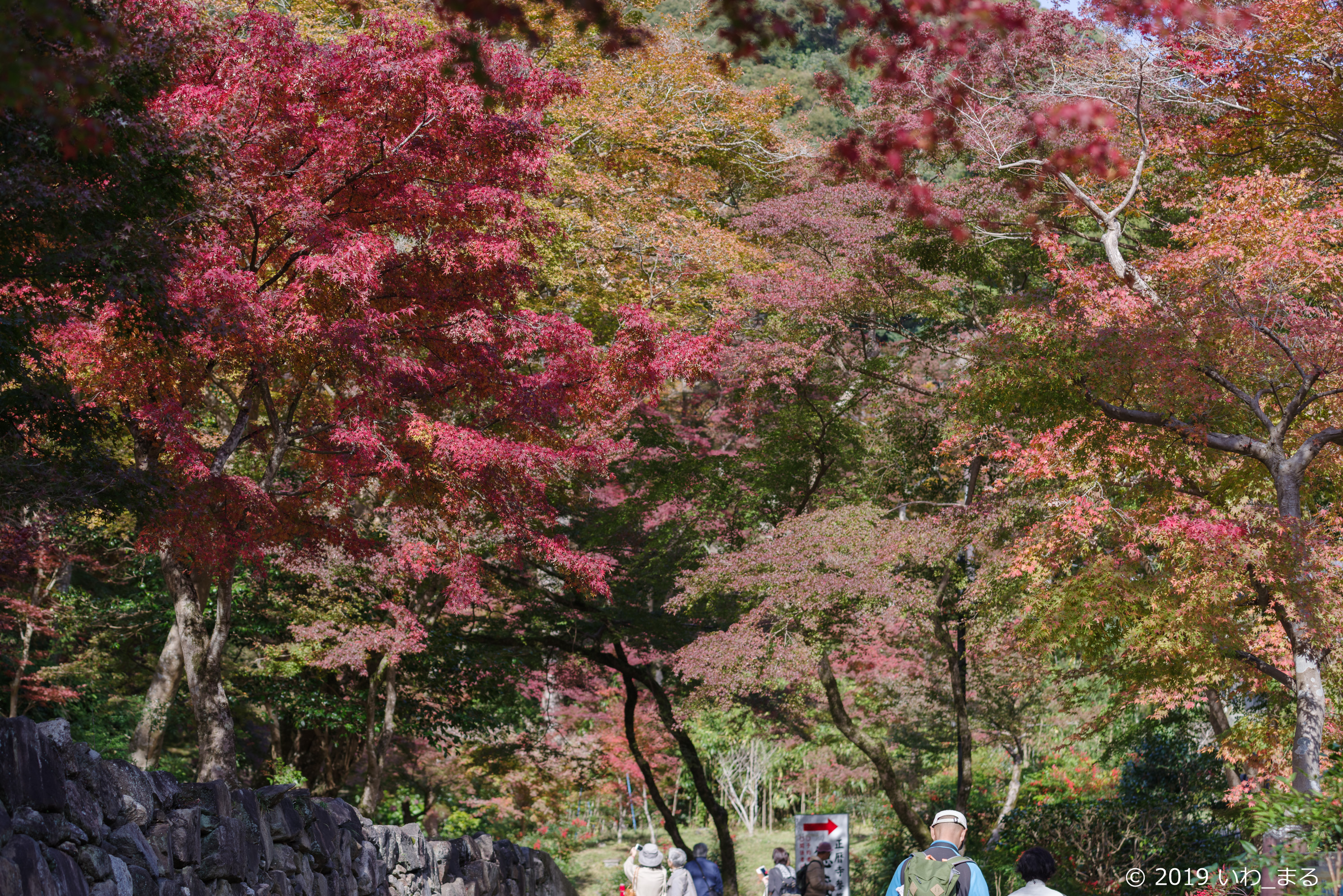 f:id:iwa_maru:20191117212845j:plain f:id:iwa_maru:20191117212845j:plain