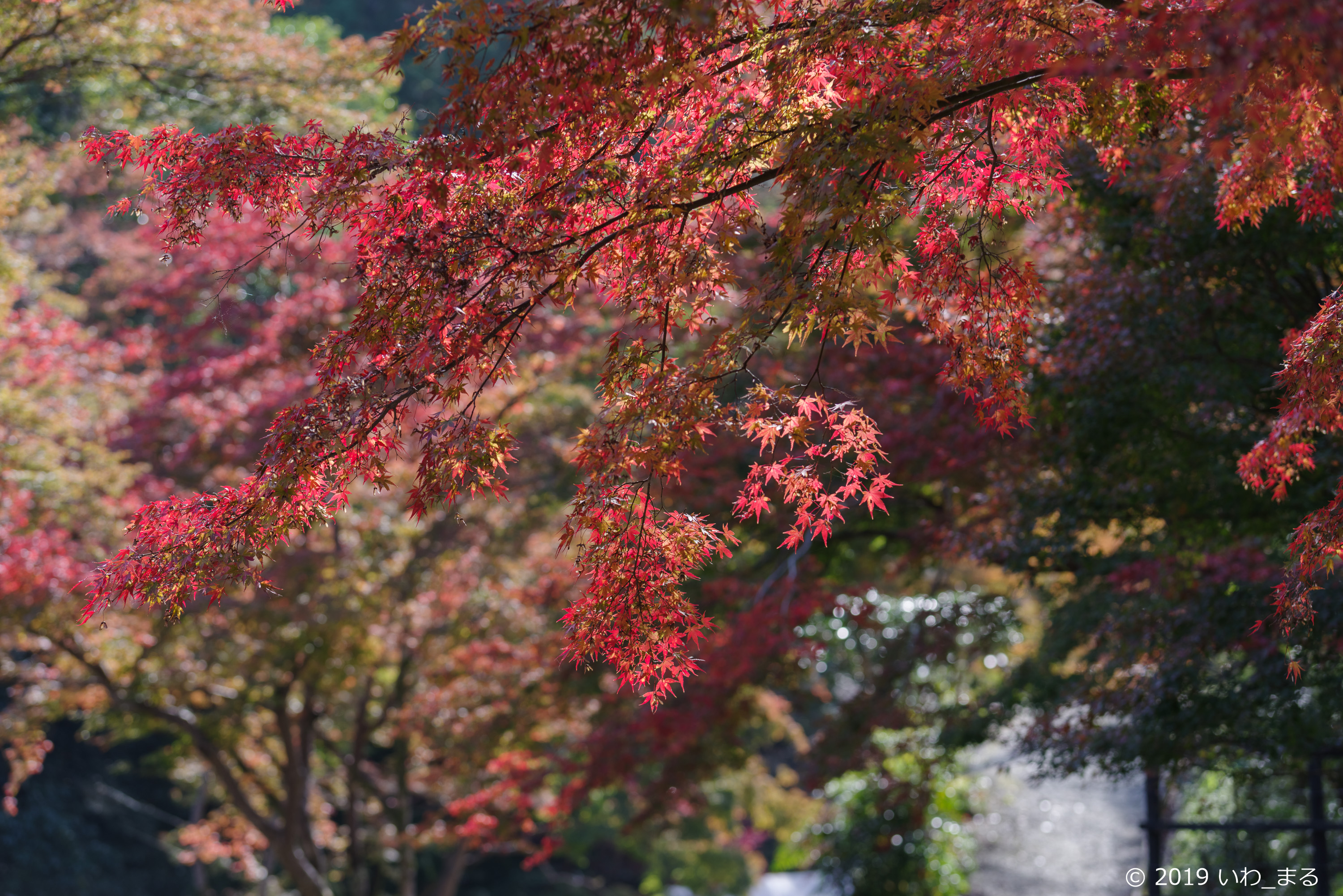 f:id:iwa_maru:20191117212853j:plain