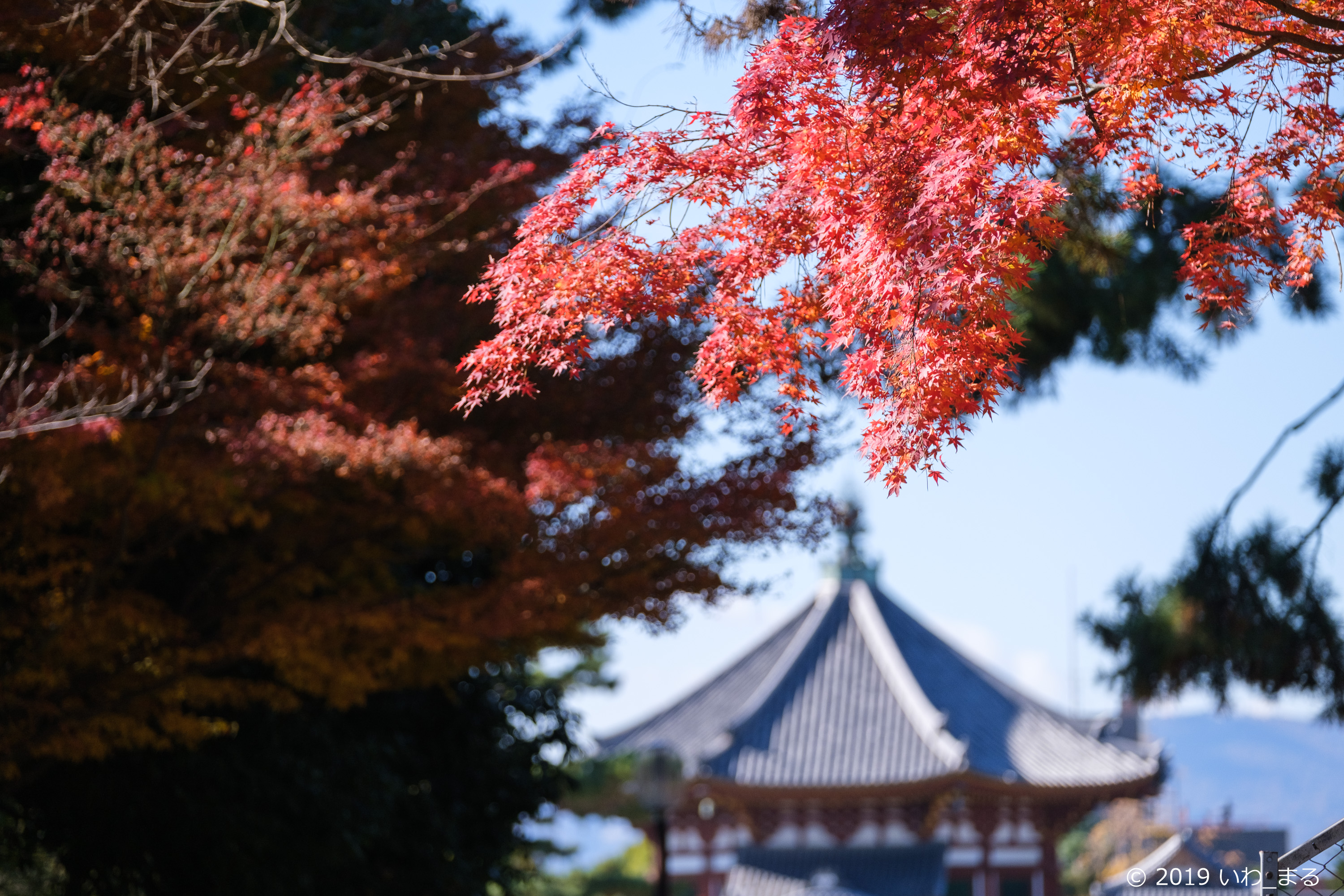 f:id:iwa_maru:20191130224038j:plain