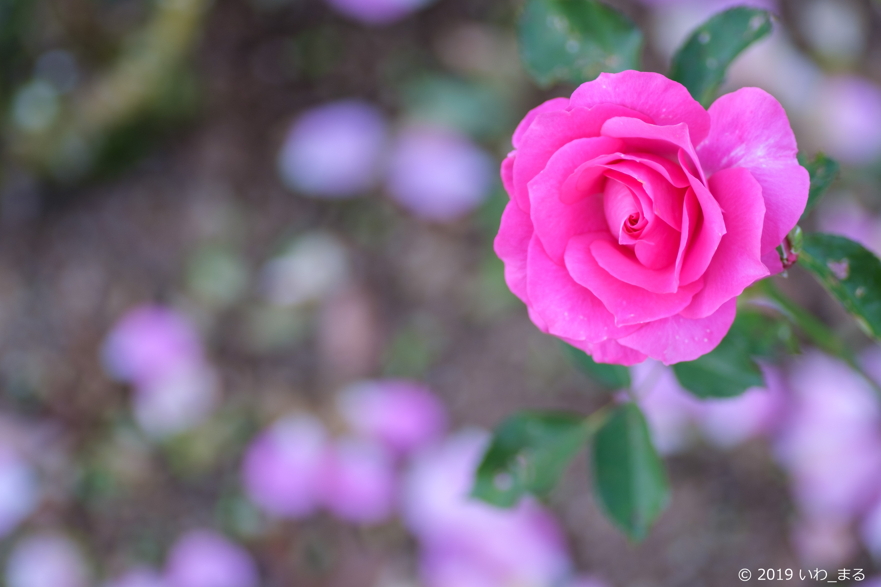 f:id:iwa_maru:20191202222937j:plain
