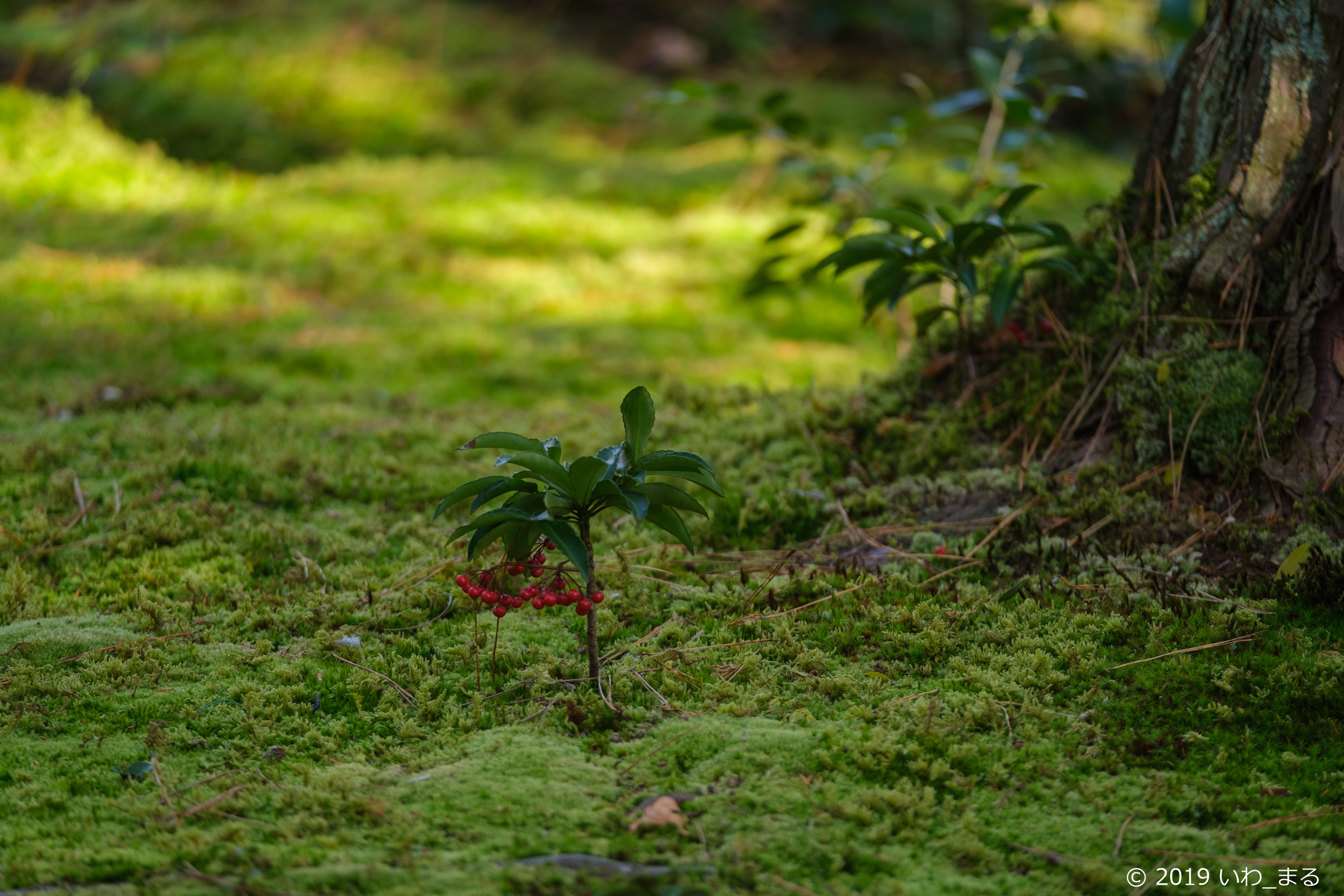 f:id:iwa_maru:20191219202455j:plain