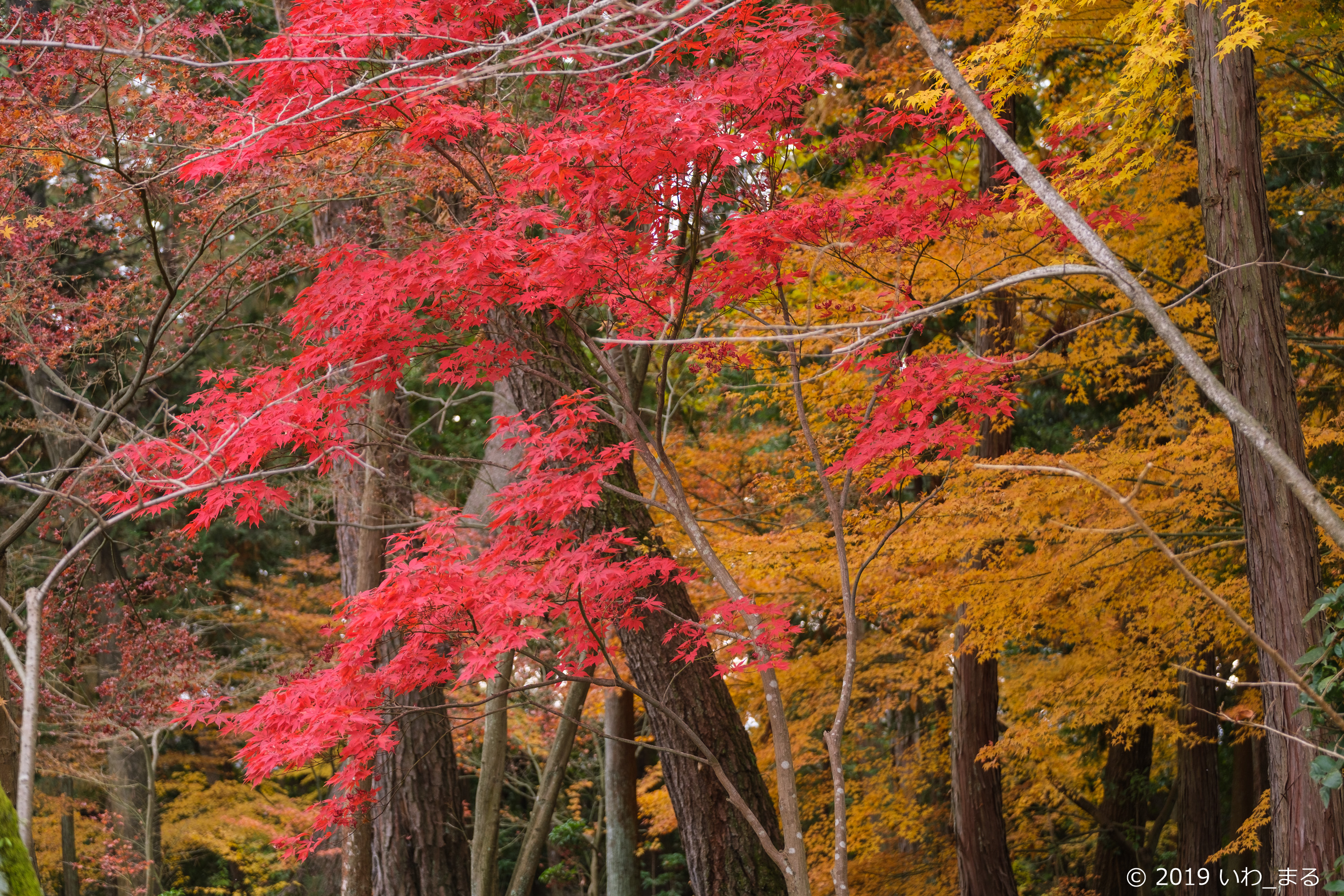 f:id:iwa_maru:20191219202501j:plain