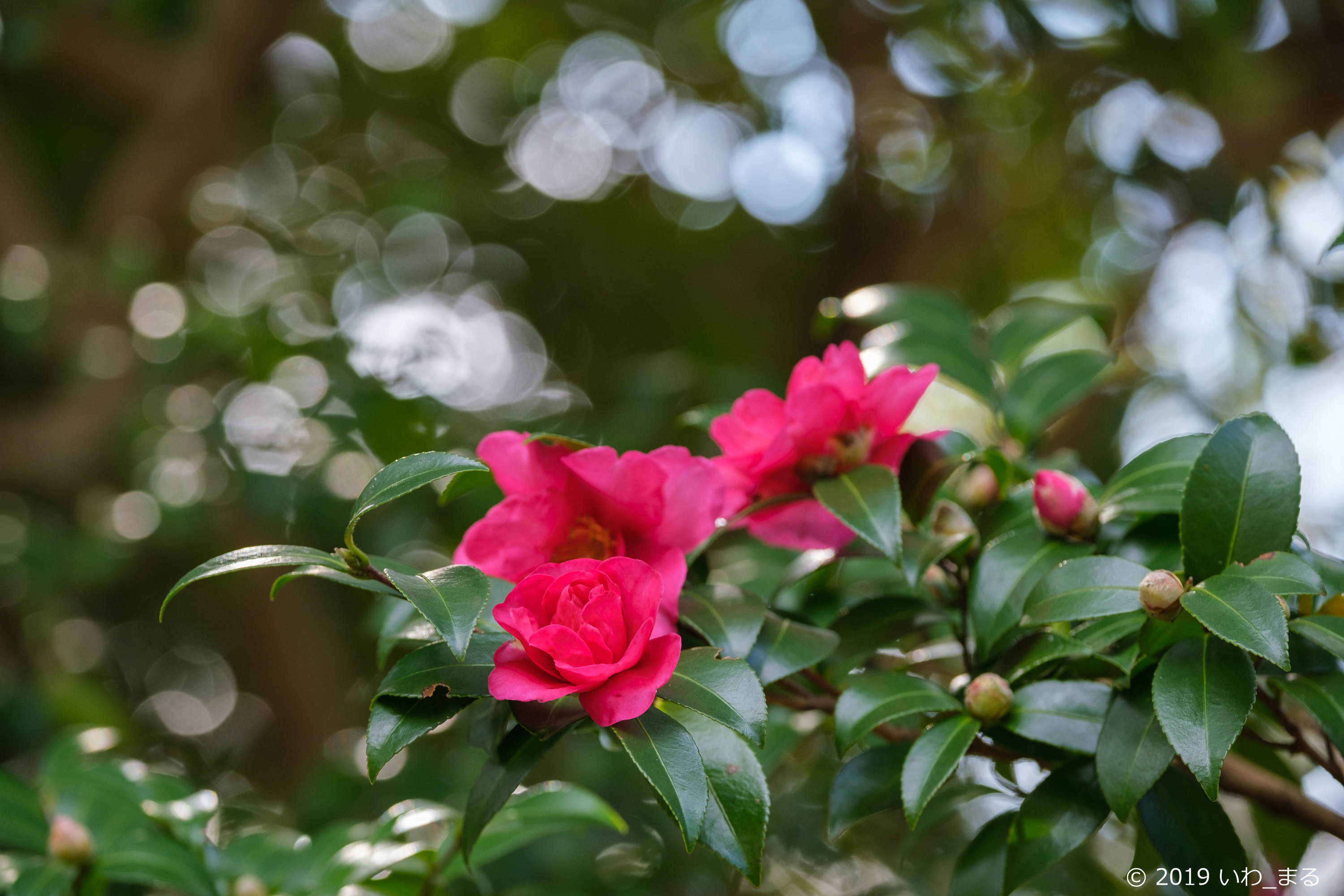 f:id:iwa_maru:20191219202509j:plain