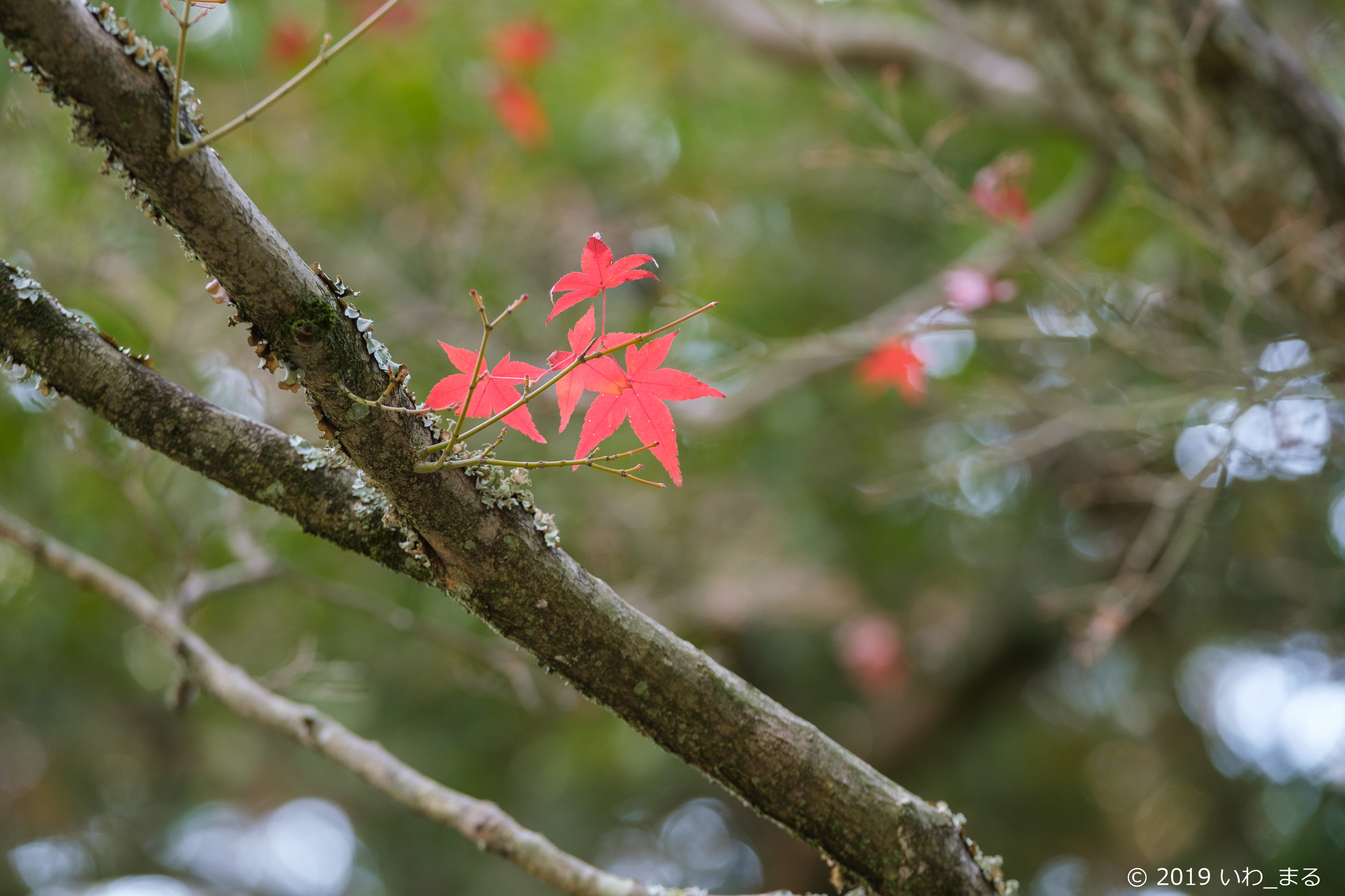 f:id:iwa_maru:20191219202518j:plain
