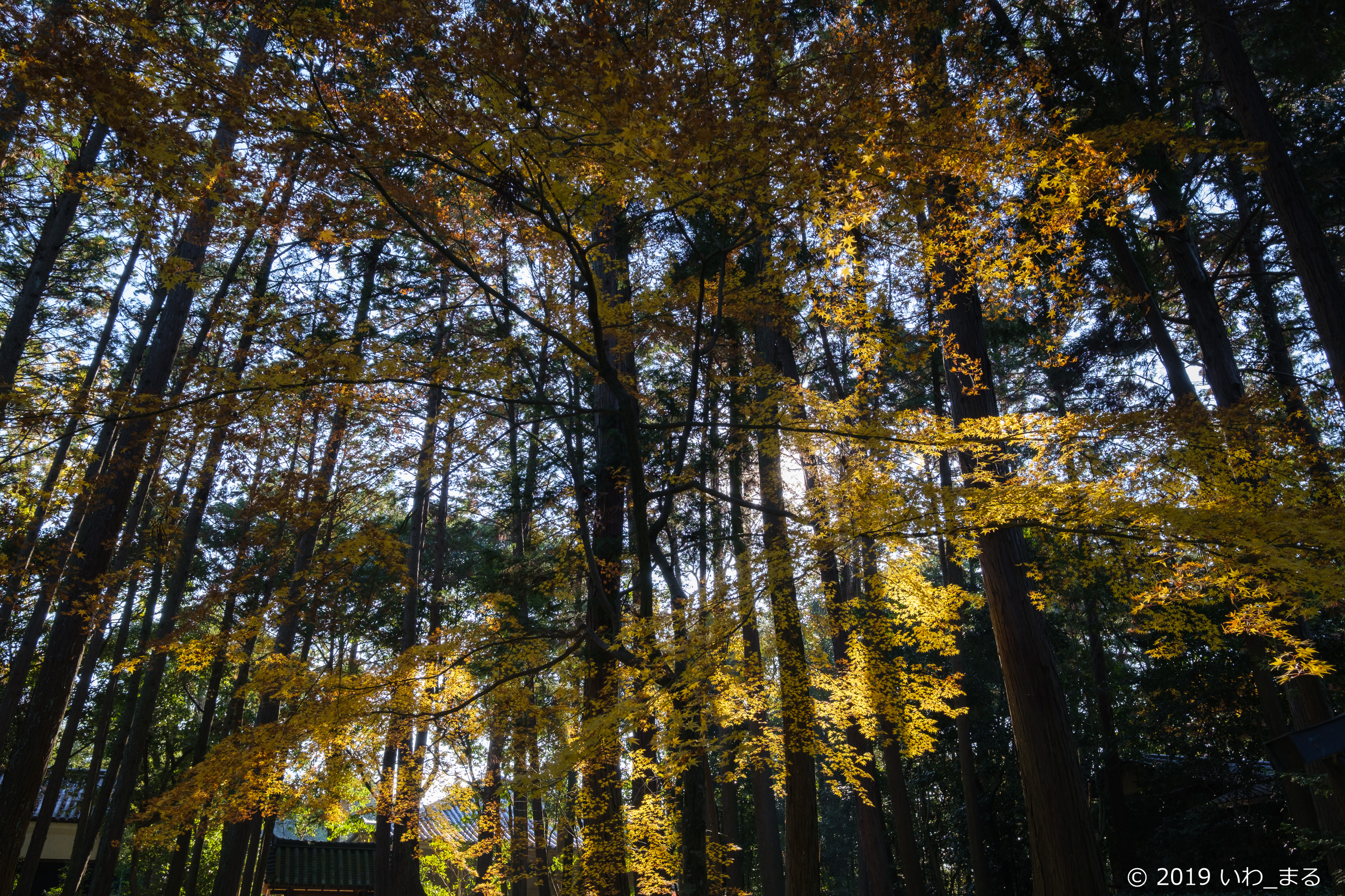 f:id:iwa_maru:20191220200705j:plain f:id:iwa_maru:20191220200705j:plain