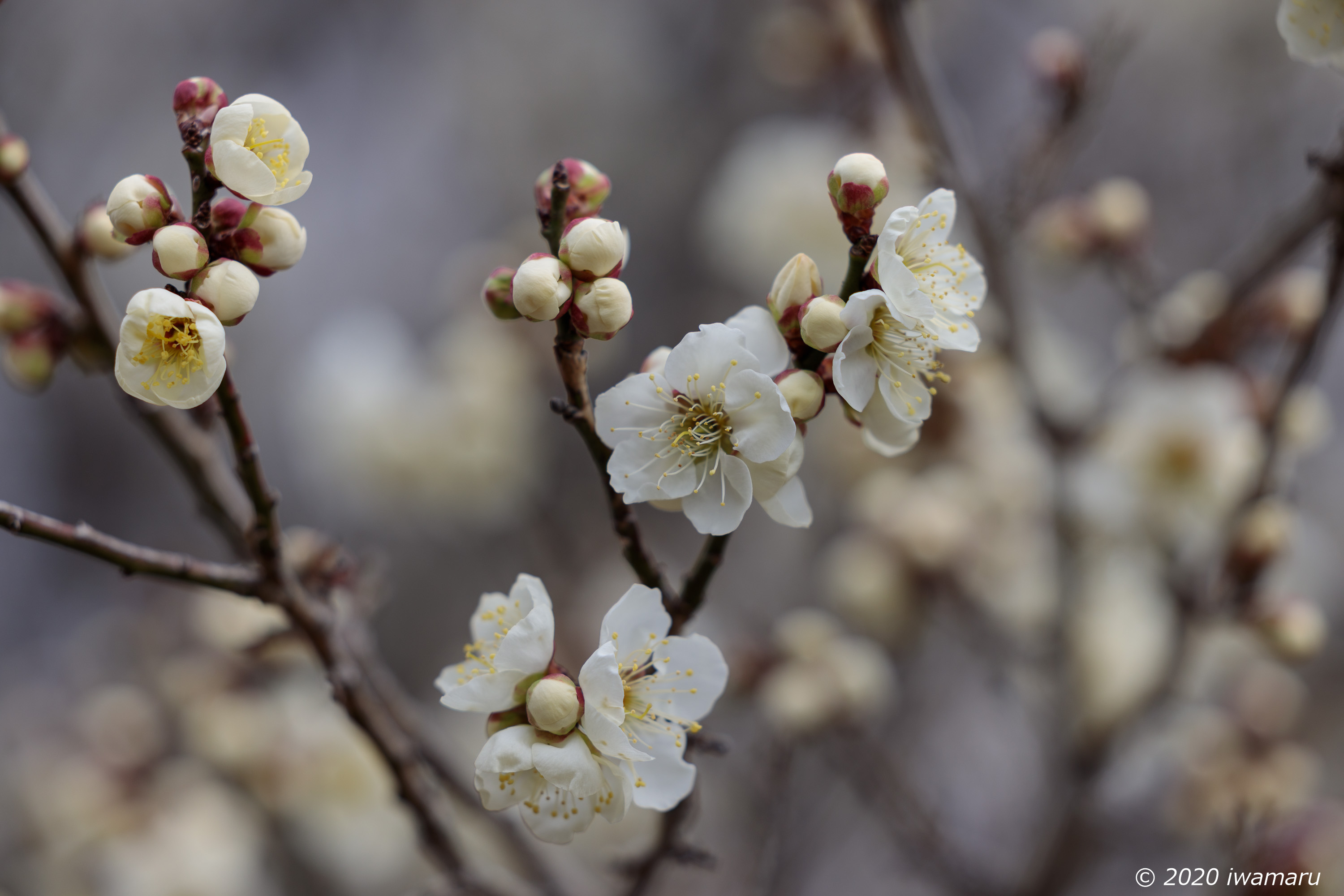 f:id:iwa_maru:20200206210052j:plain f:id:iwa_maru:20200206210052j:plain