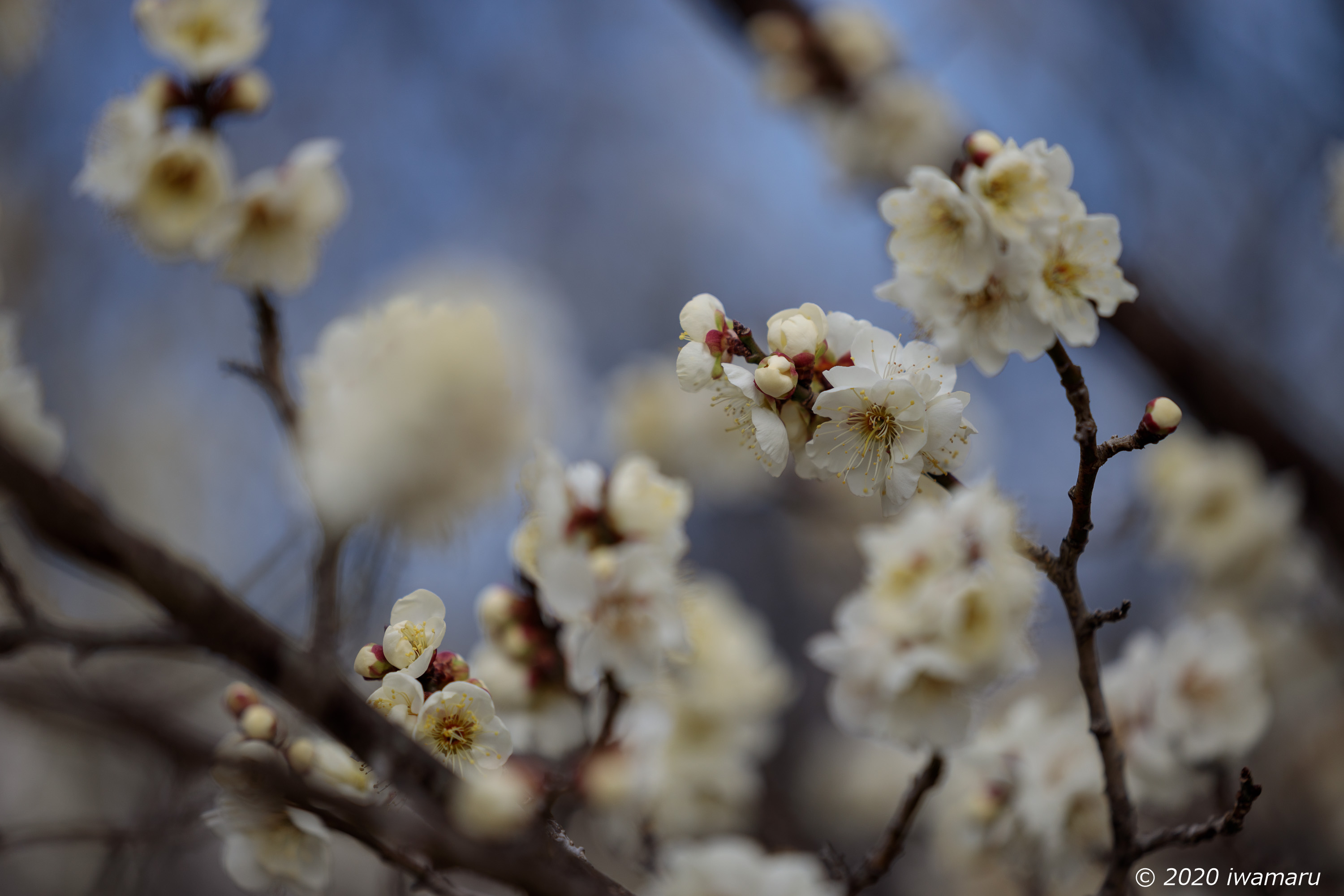 f:id:iwa_maru:20200206210057j:plain f:id:iwa_maru:20200206210057j:plain