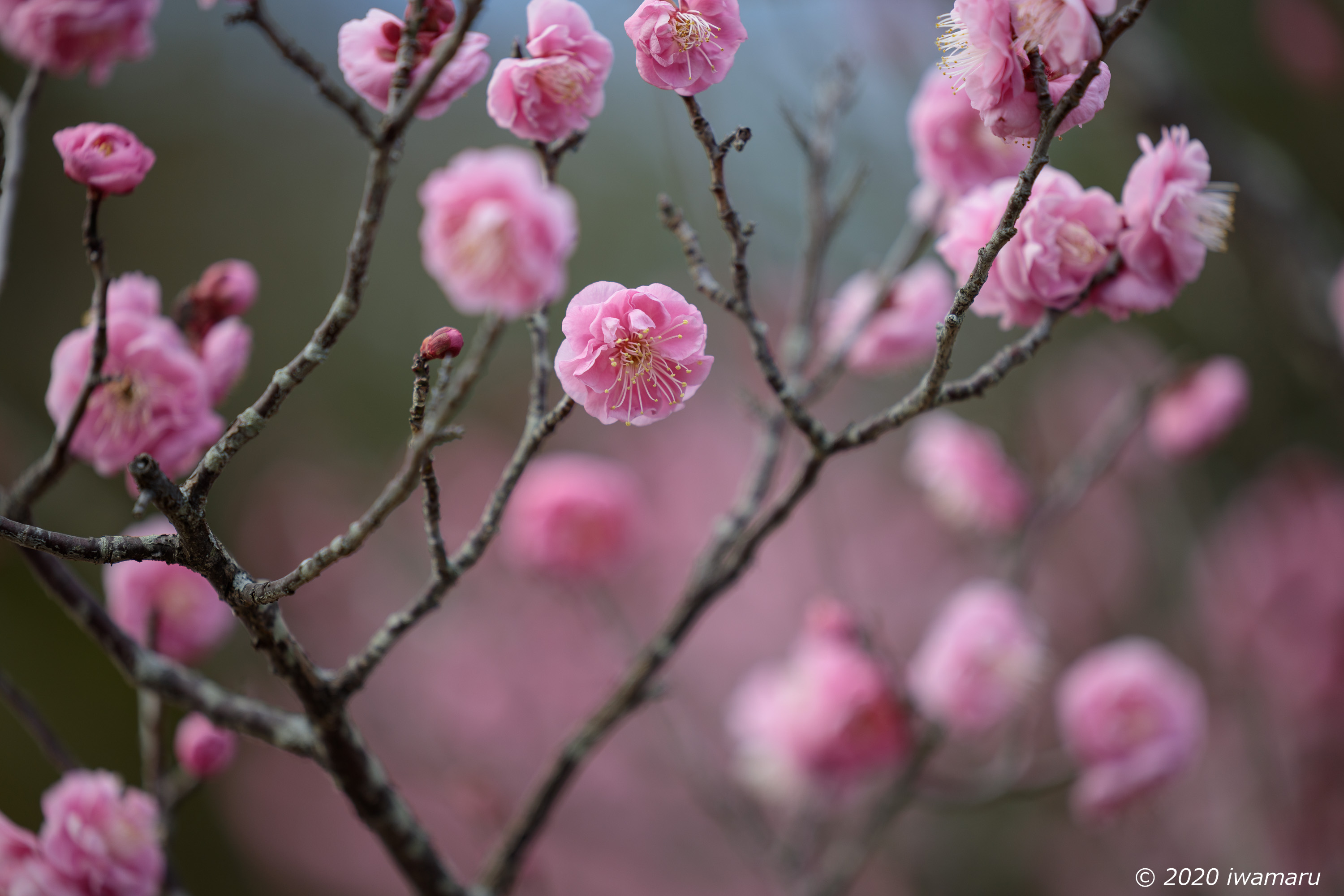 f:id:iwa_maru:20200206210111j:plain f:id:iwa_maru:20200206210111j:plain