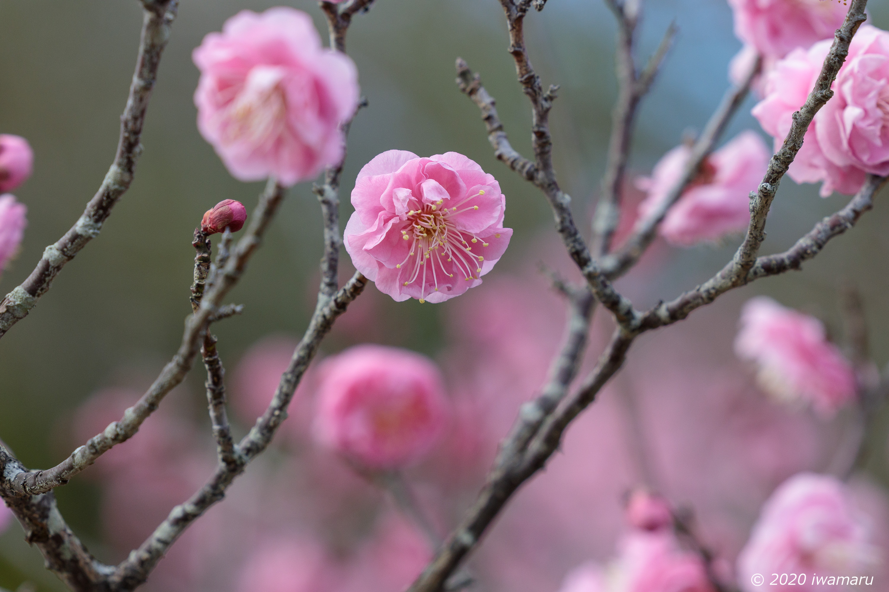 f:id:iwa_maru:20200206210118j:plain f:id:iwa_maru:20200206210118j:plain